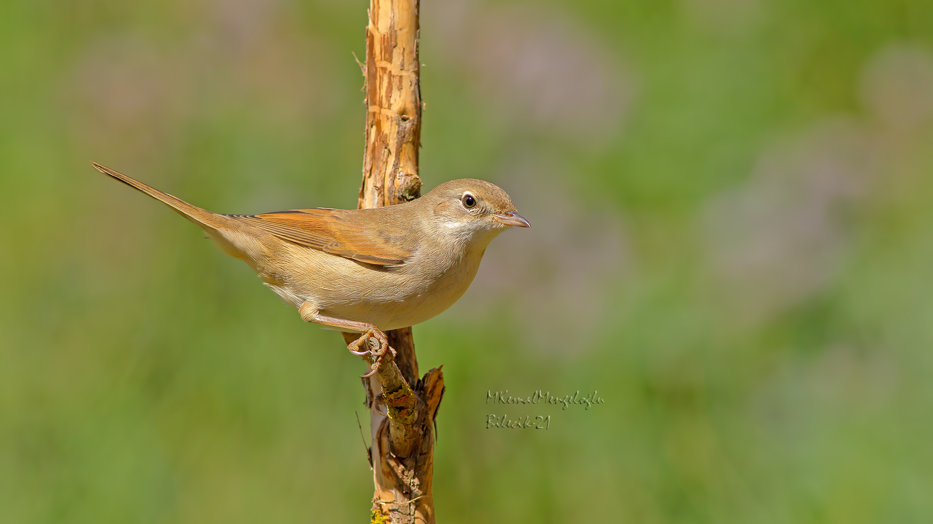 Akgerdanlı ötleğen