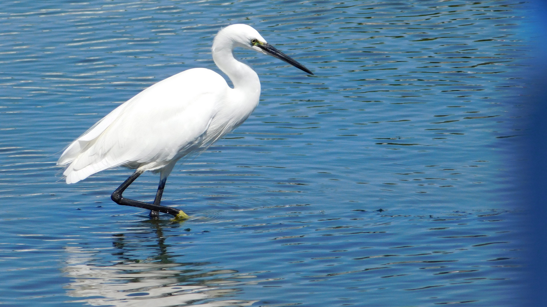 Küçük ak balıkçıl