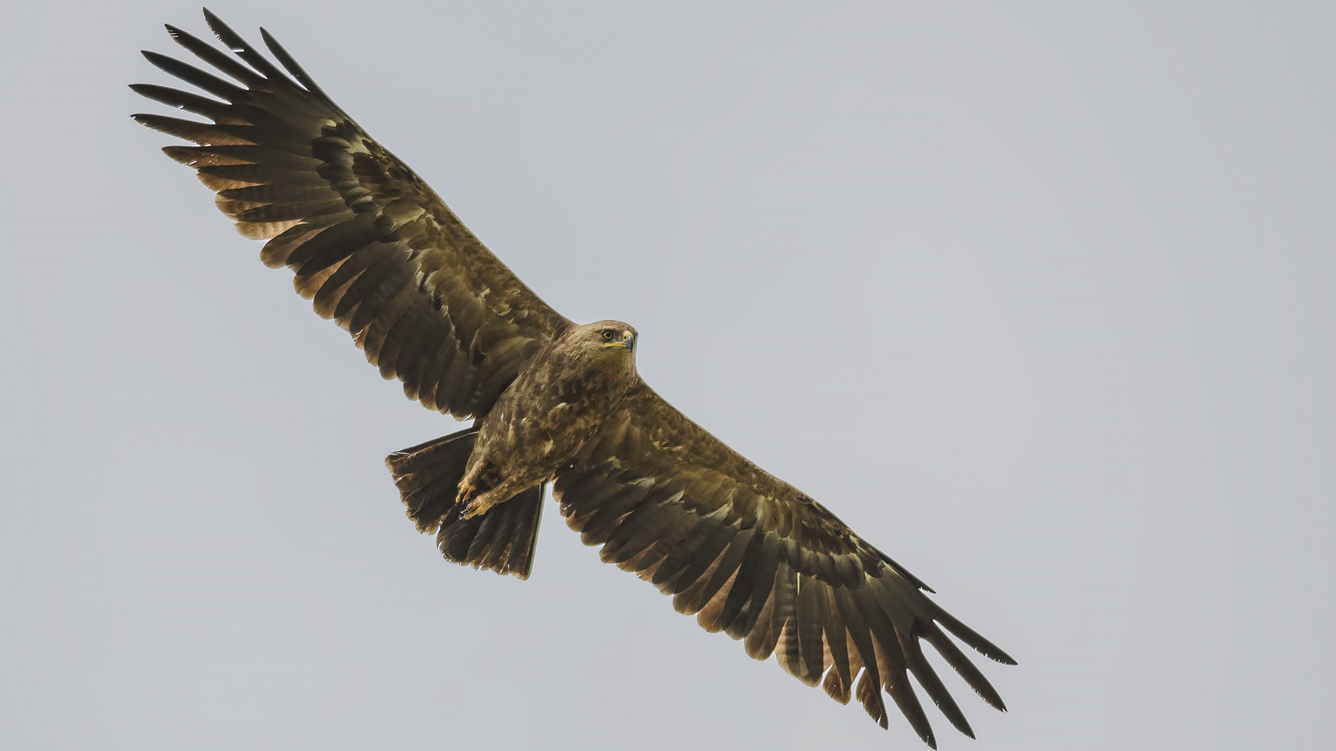 Küçük orman kartalı