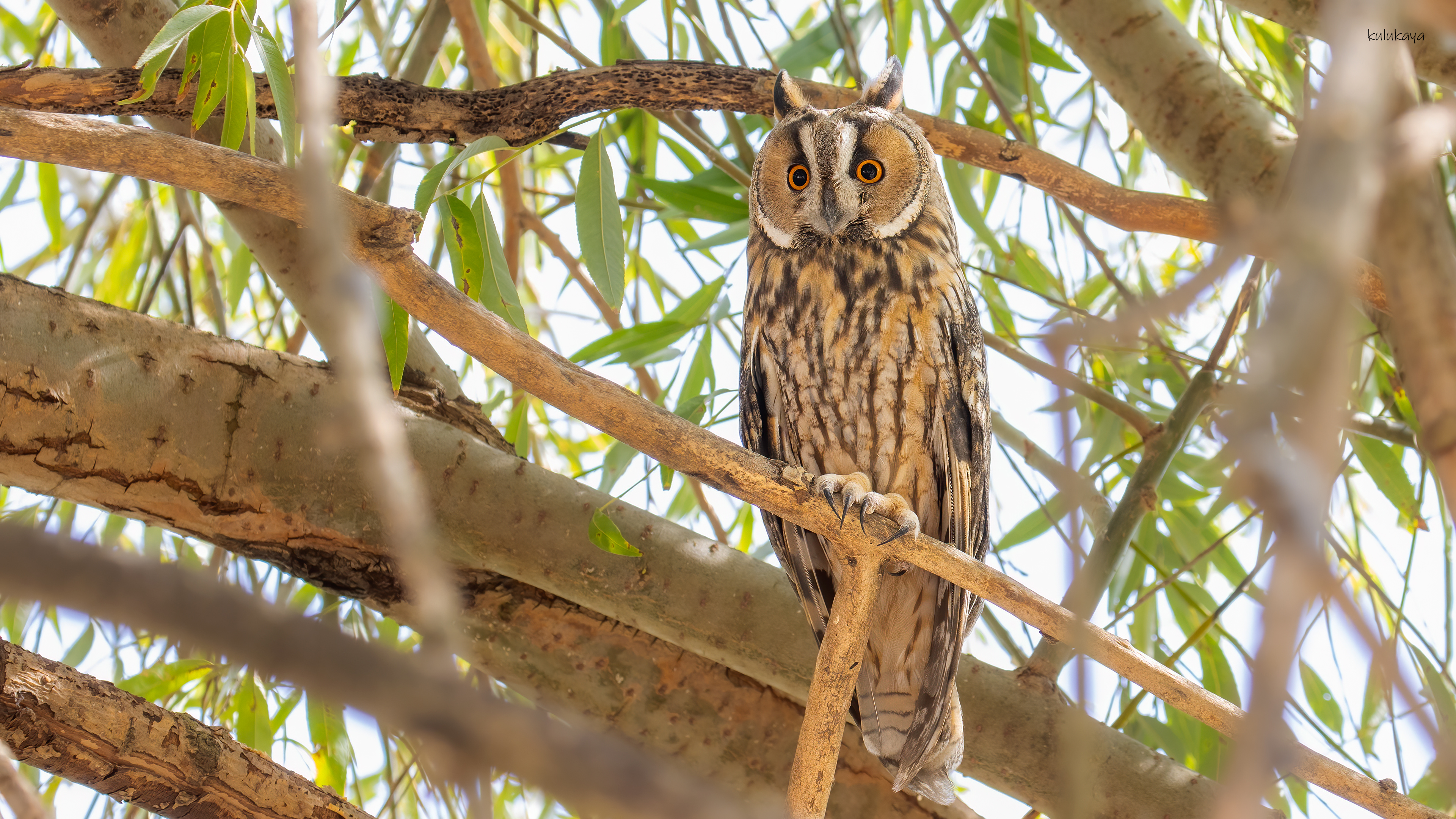 Kulaklı orman baykuşu