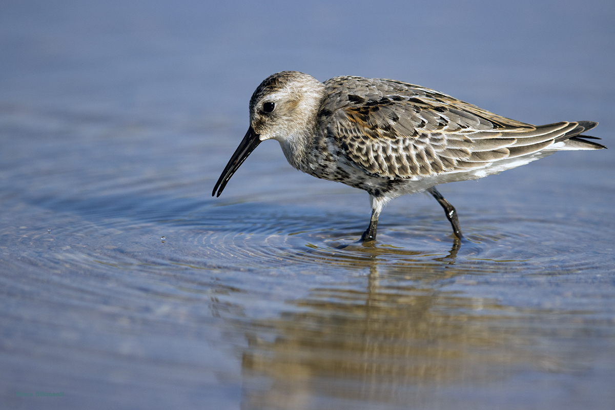 Karakarınlı kumkuşu