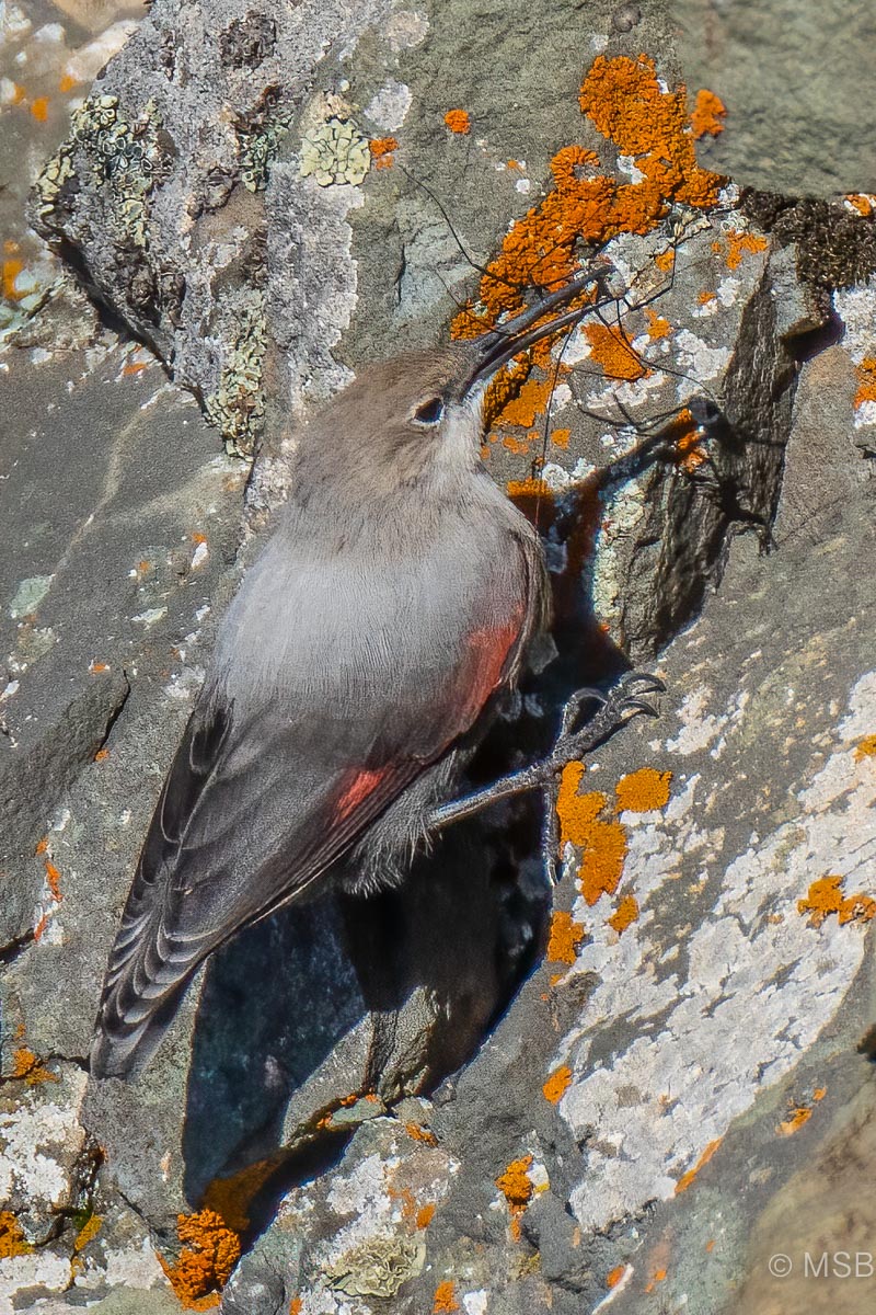 Duvar tırmaşıkkuşu