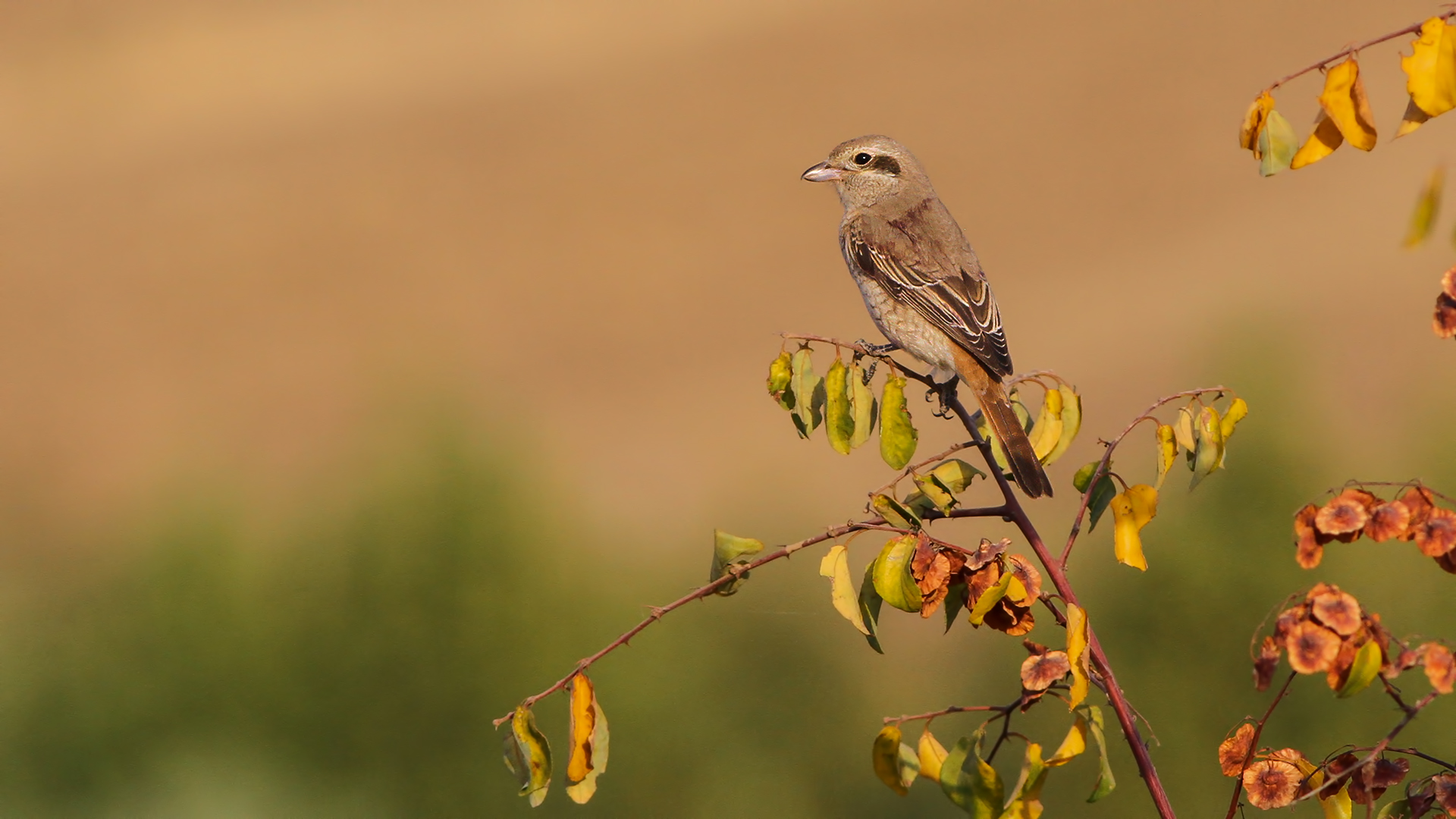 Türkistan örümcekkuşu
