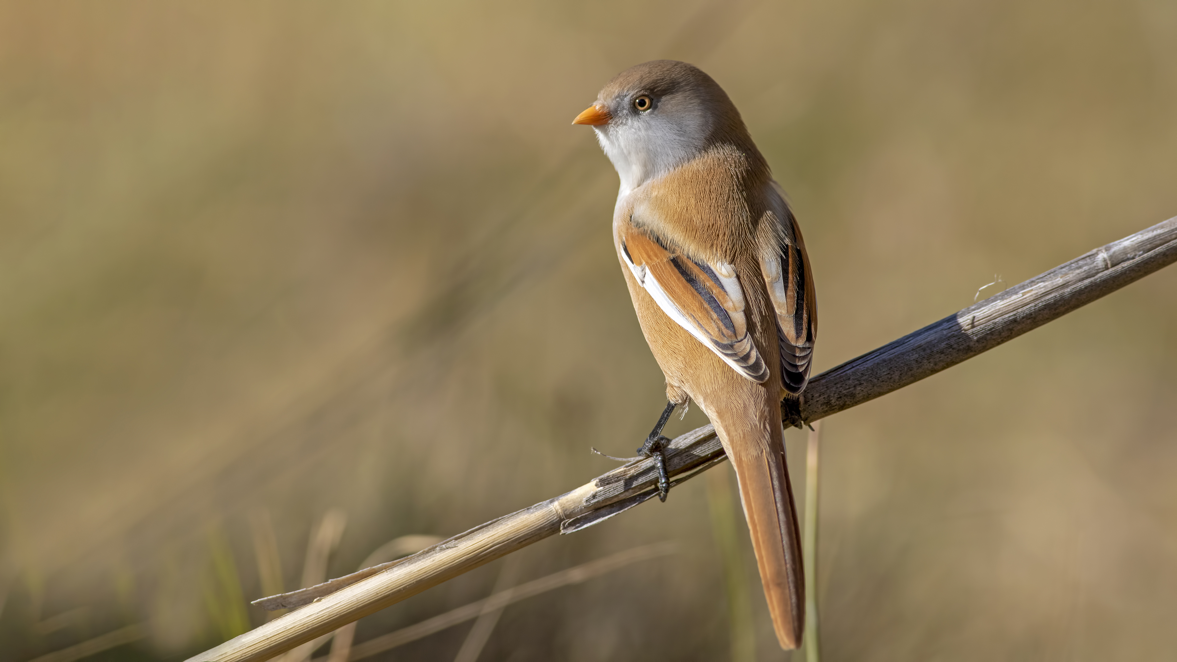 Bıyıklı baştankara