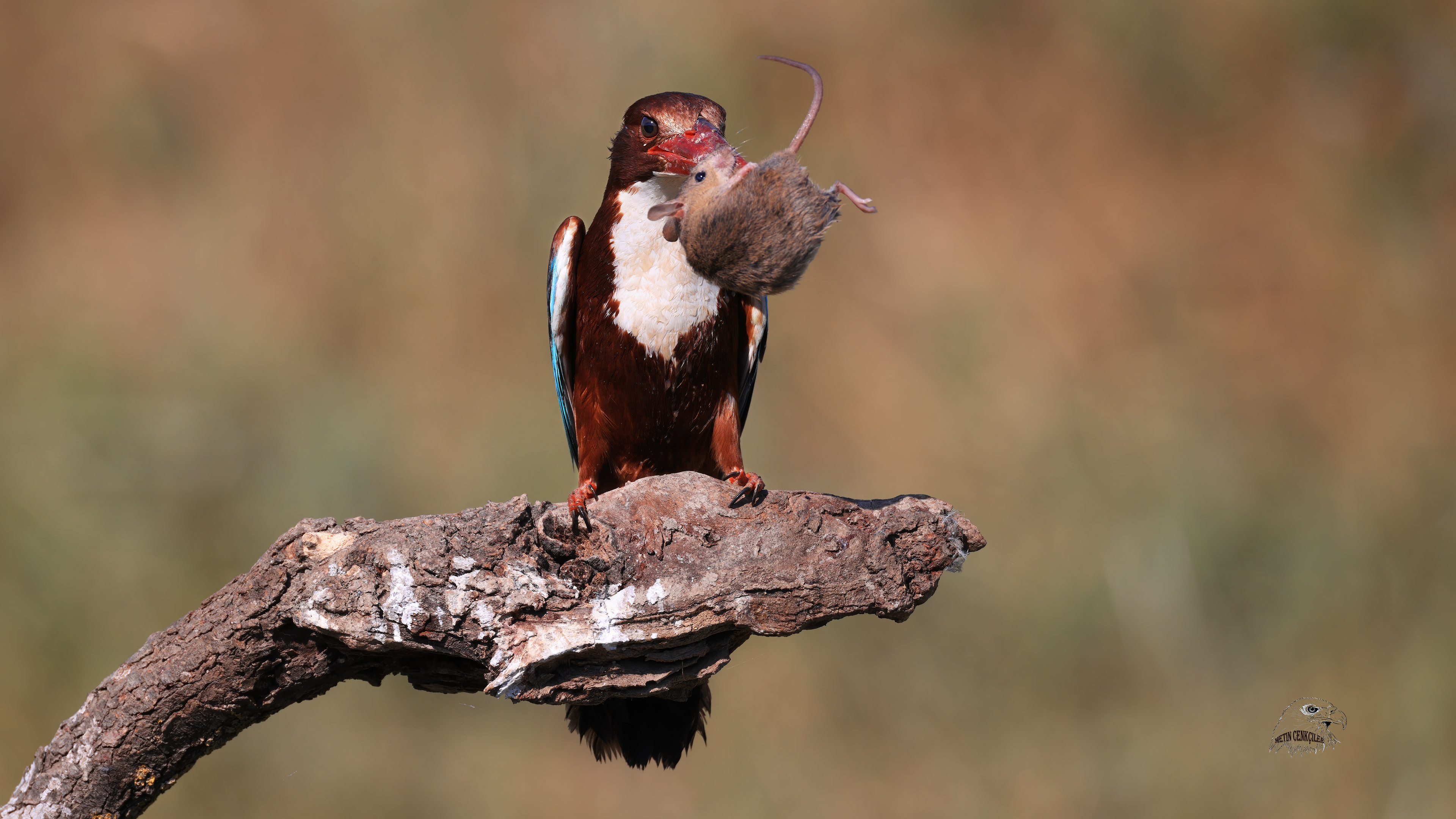 İzmir yalıçapkını