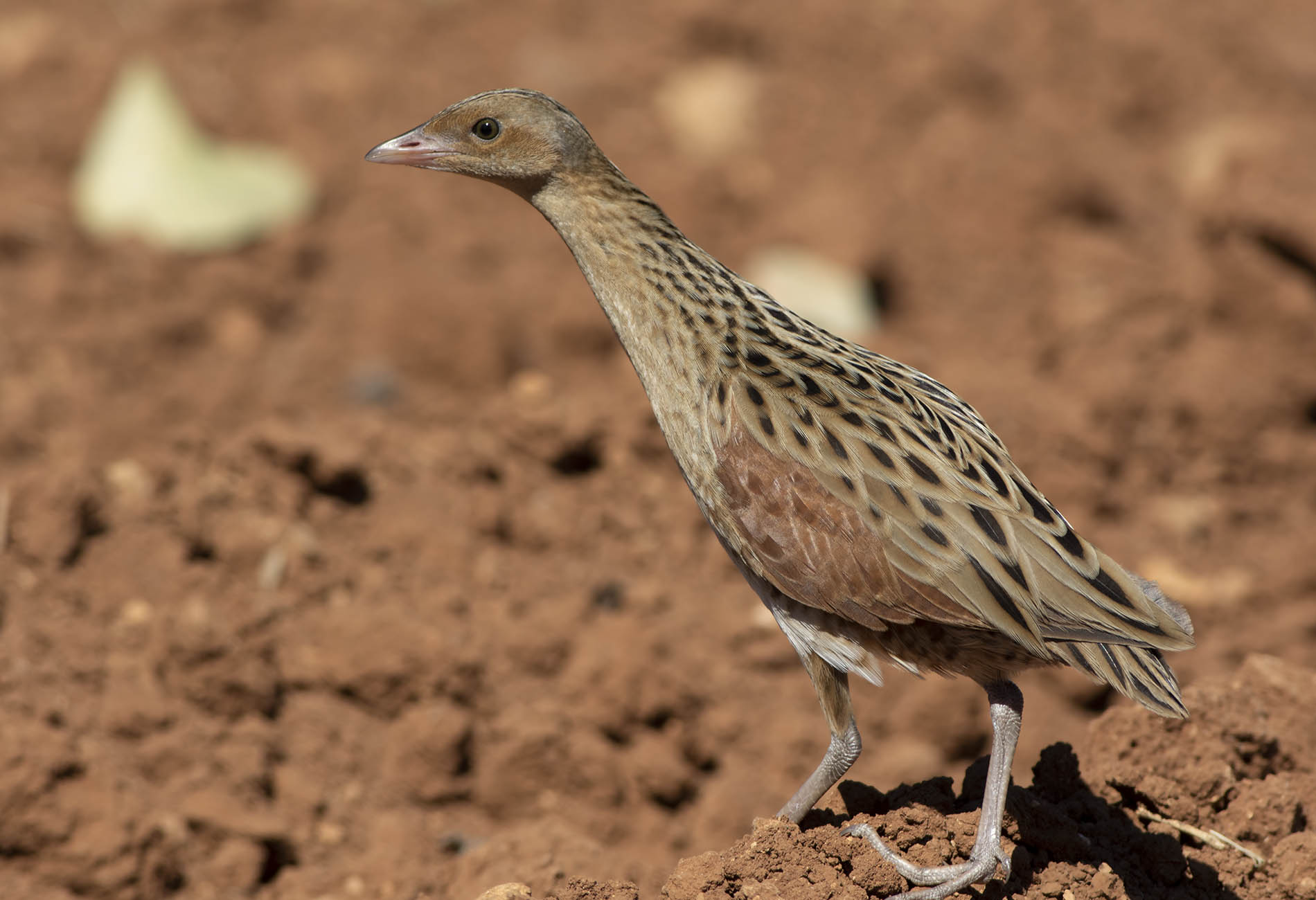Bıldırcınkılavuzu