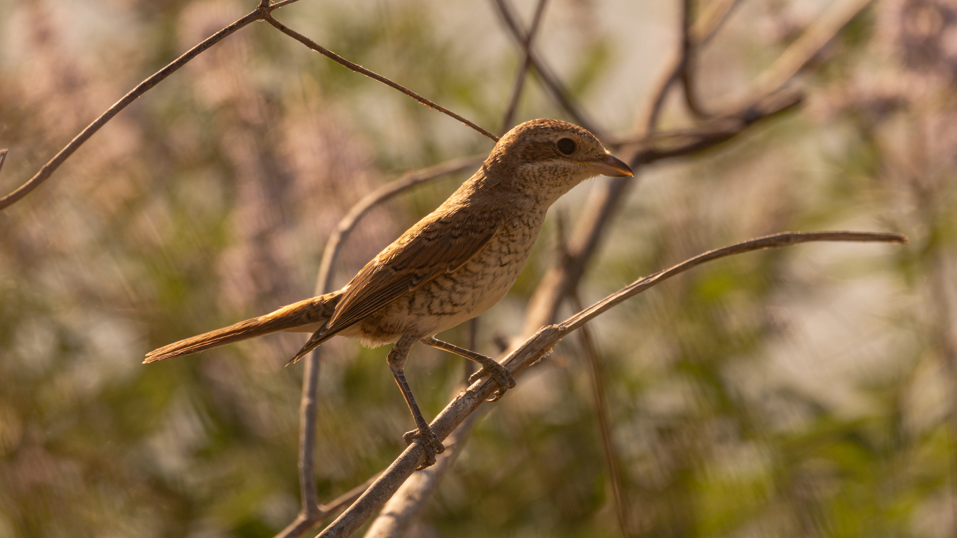 Kızılsırtlı örümcekkuşu