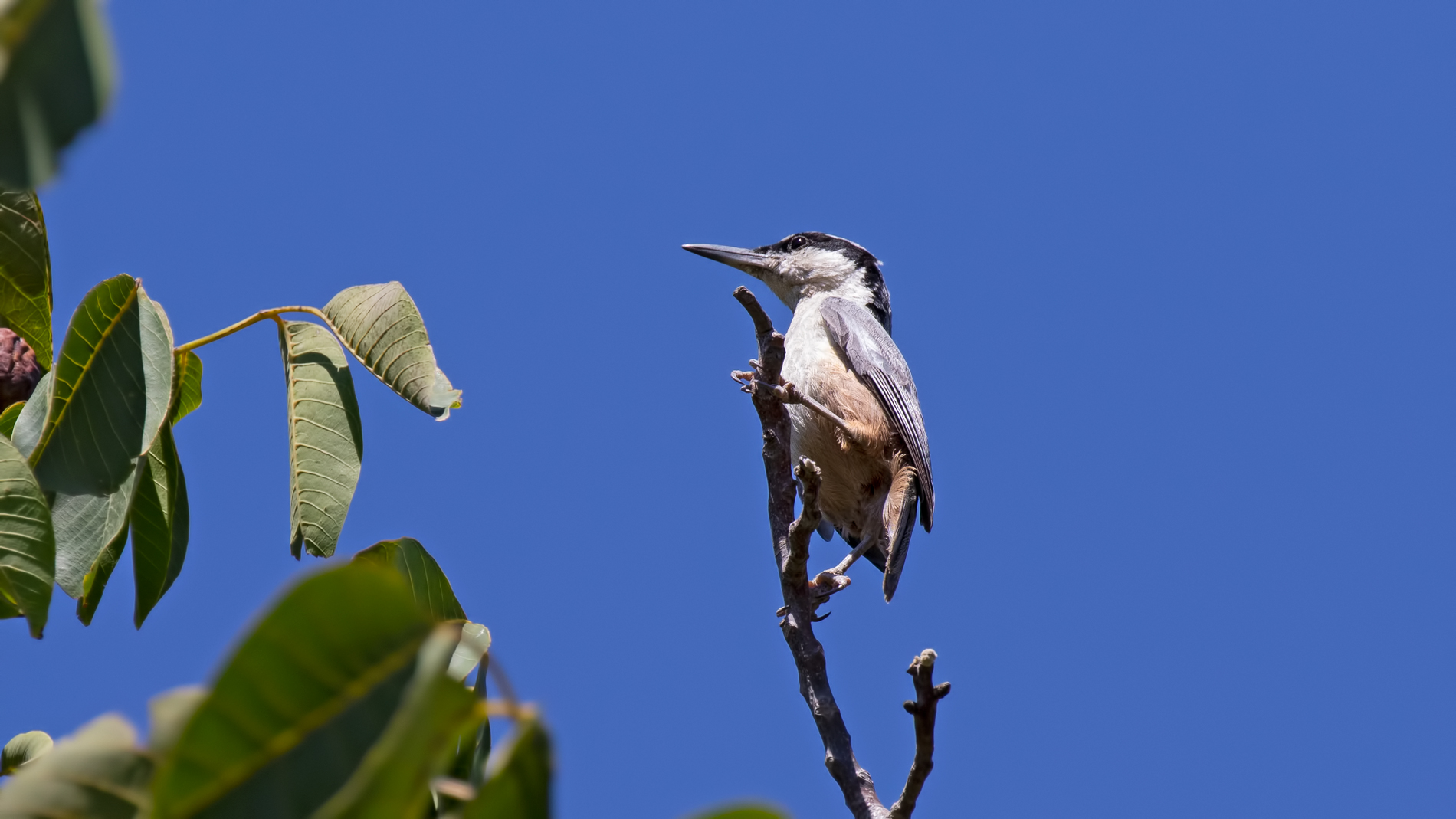 Büyük kaya sıvacısı