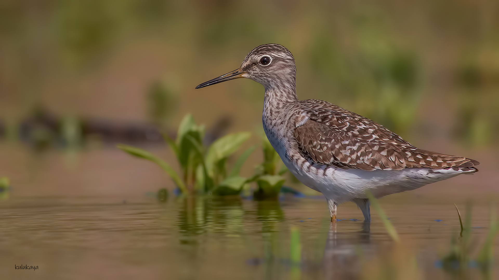 Orman düdükçünü