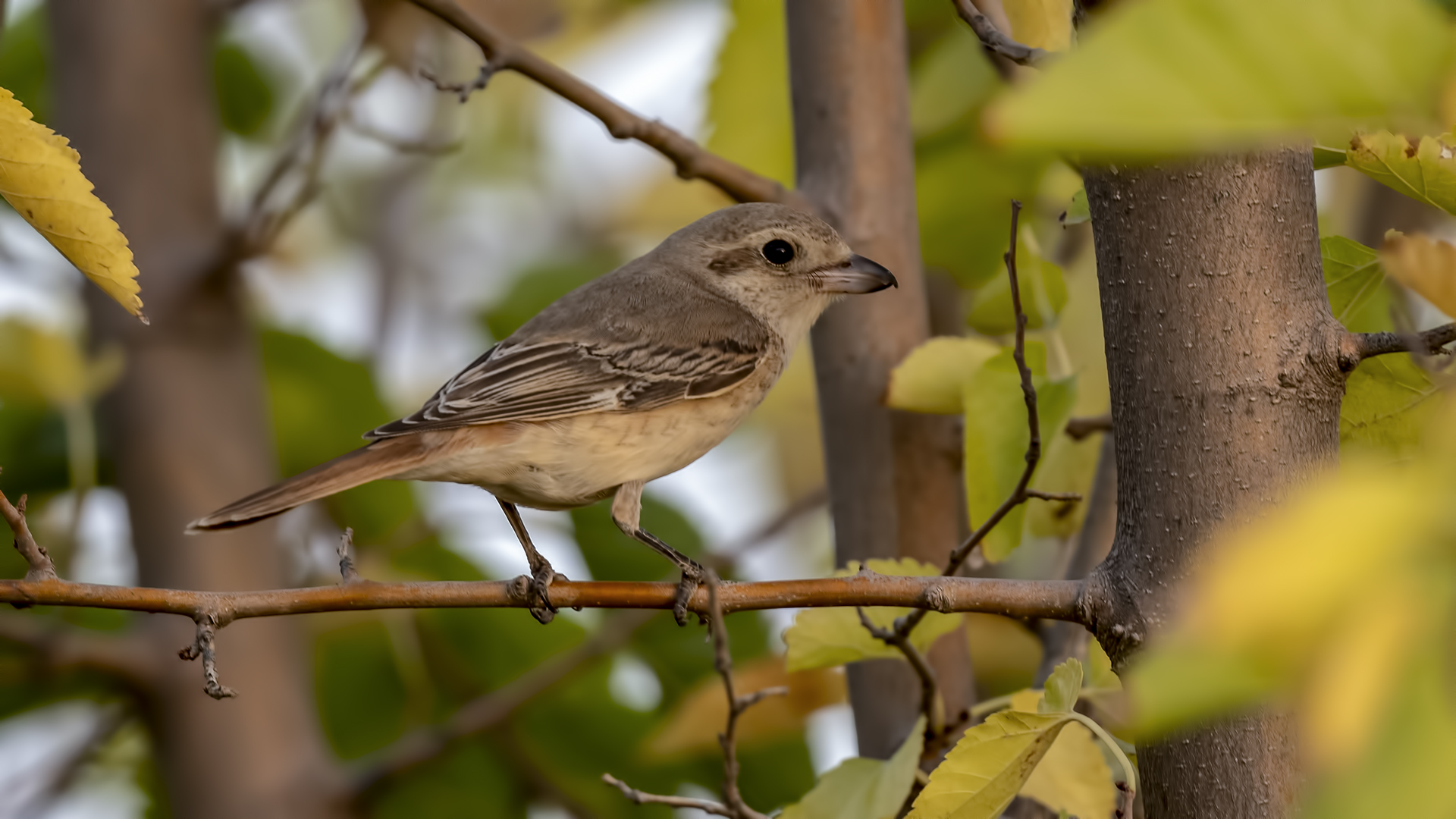 Türkistan örümcekkuşu