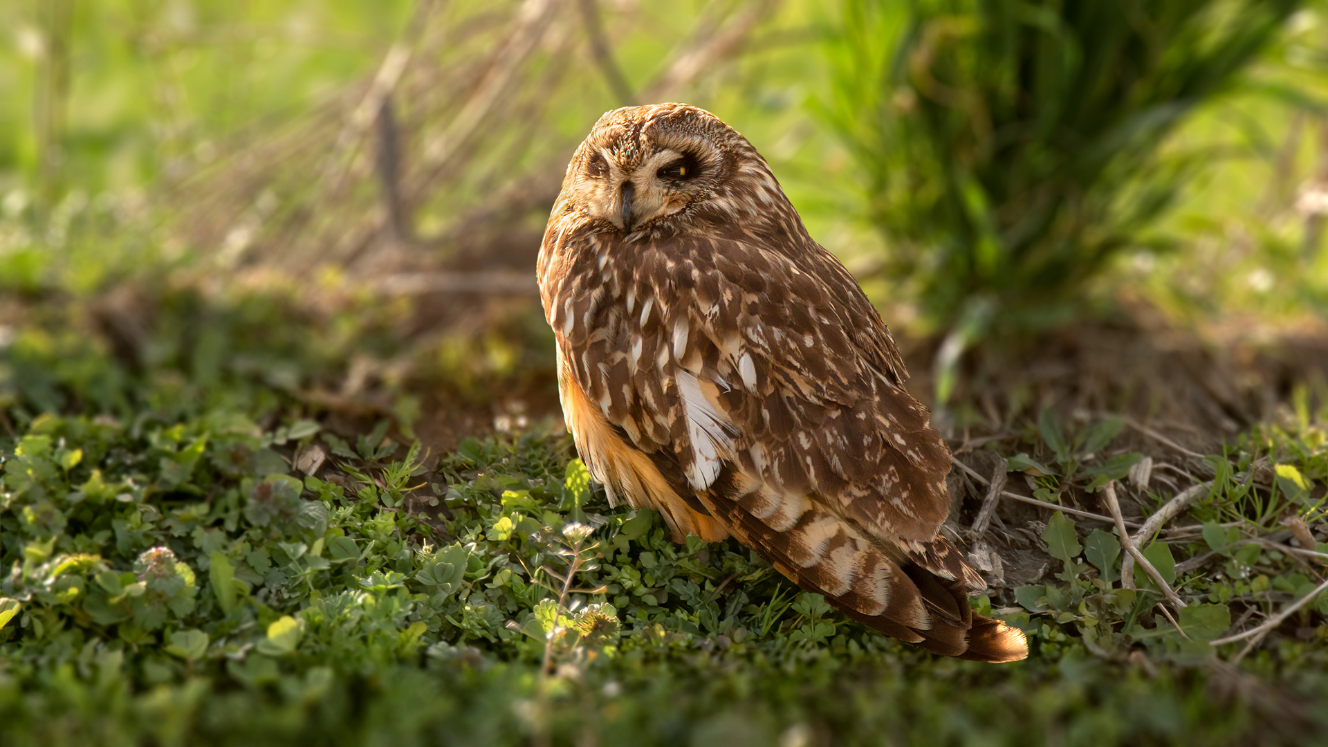 Kır baykuşu » Short-eared Owl » Asio flammeus
