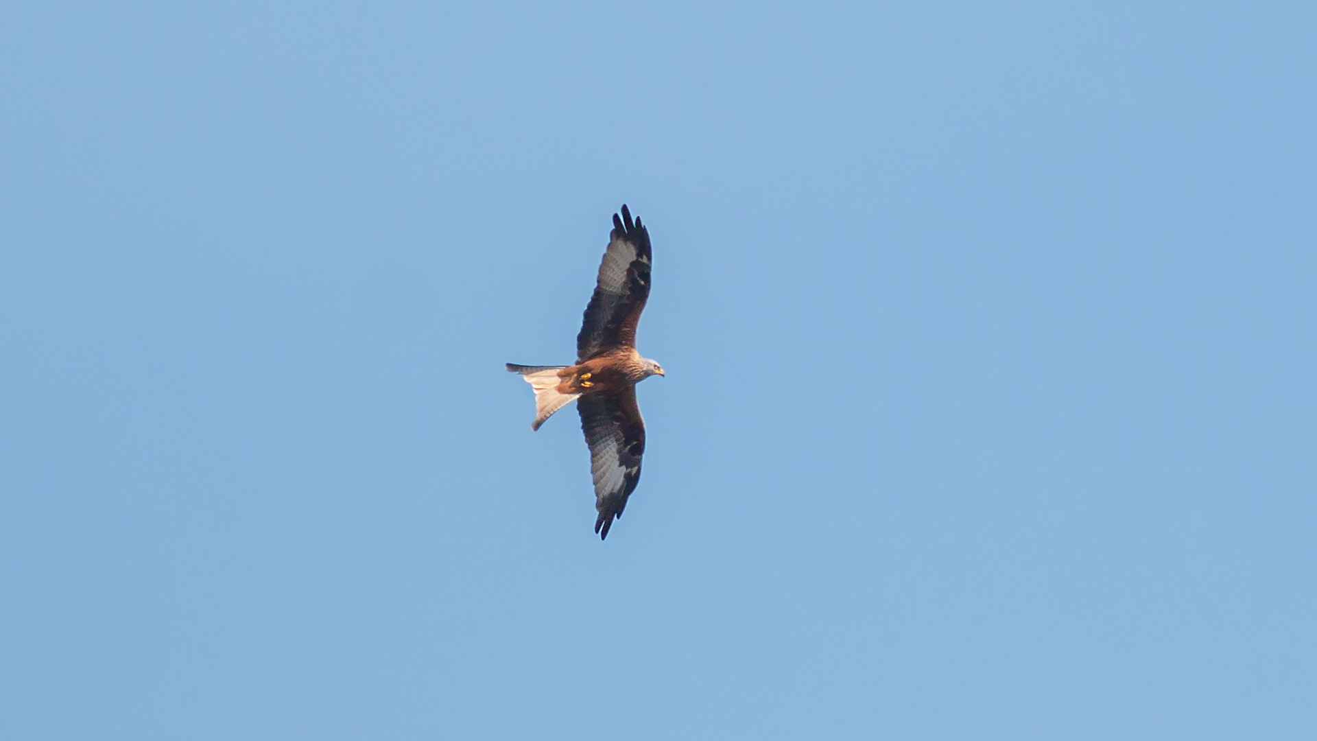 Kızıl çaylak » Red Kite » Milvus milvus