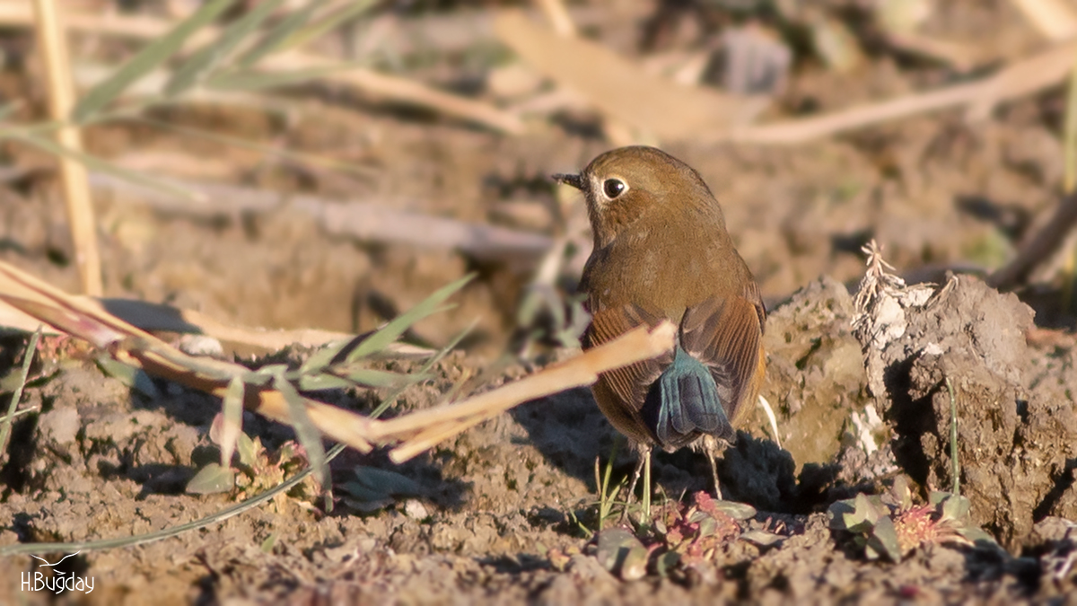 Mavikuyruklu bülbül