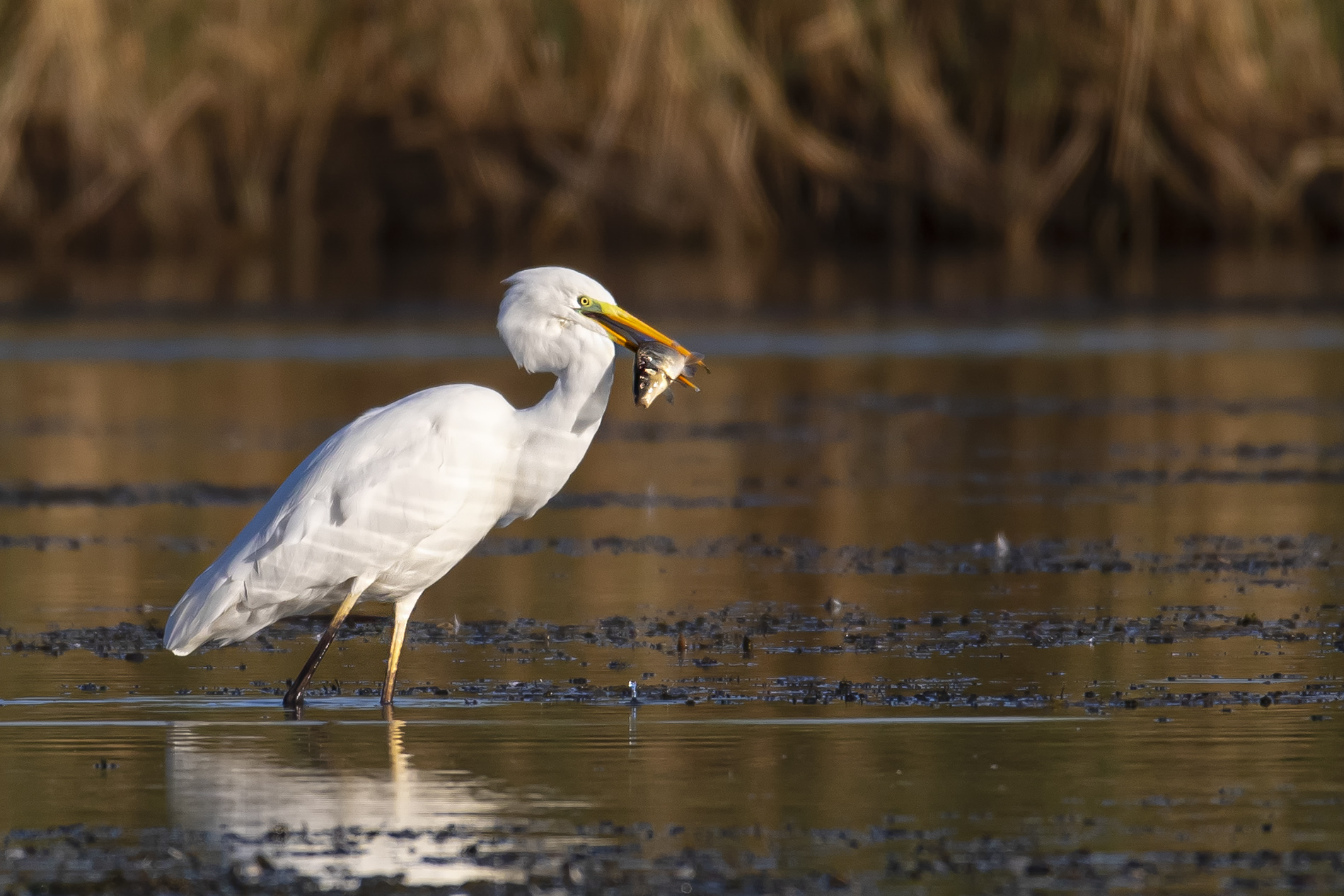 Büyük ak balıkçıl