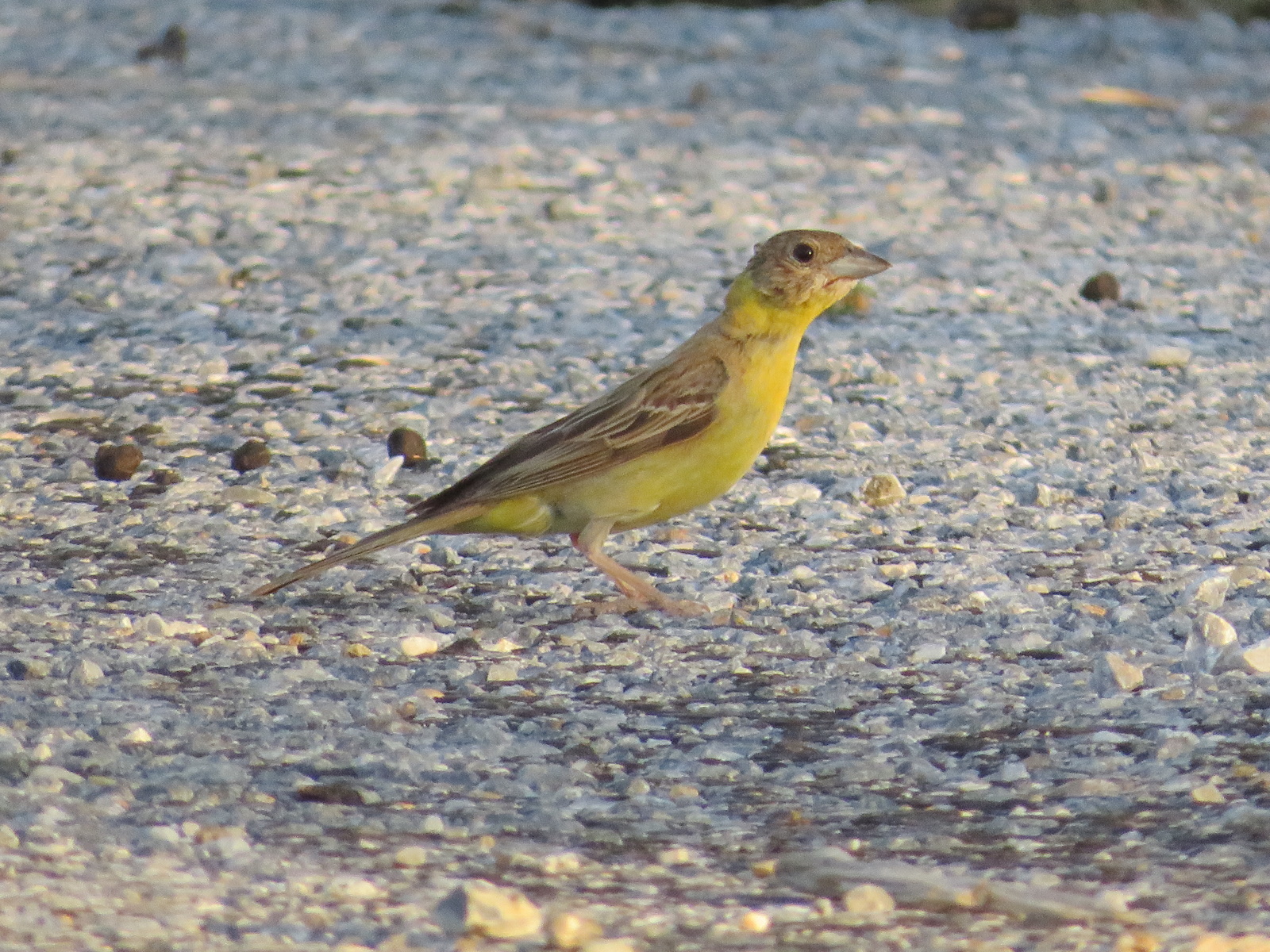 Karabaşlı kirazkuşu