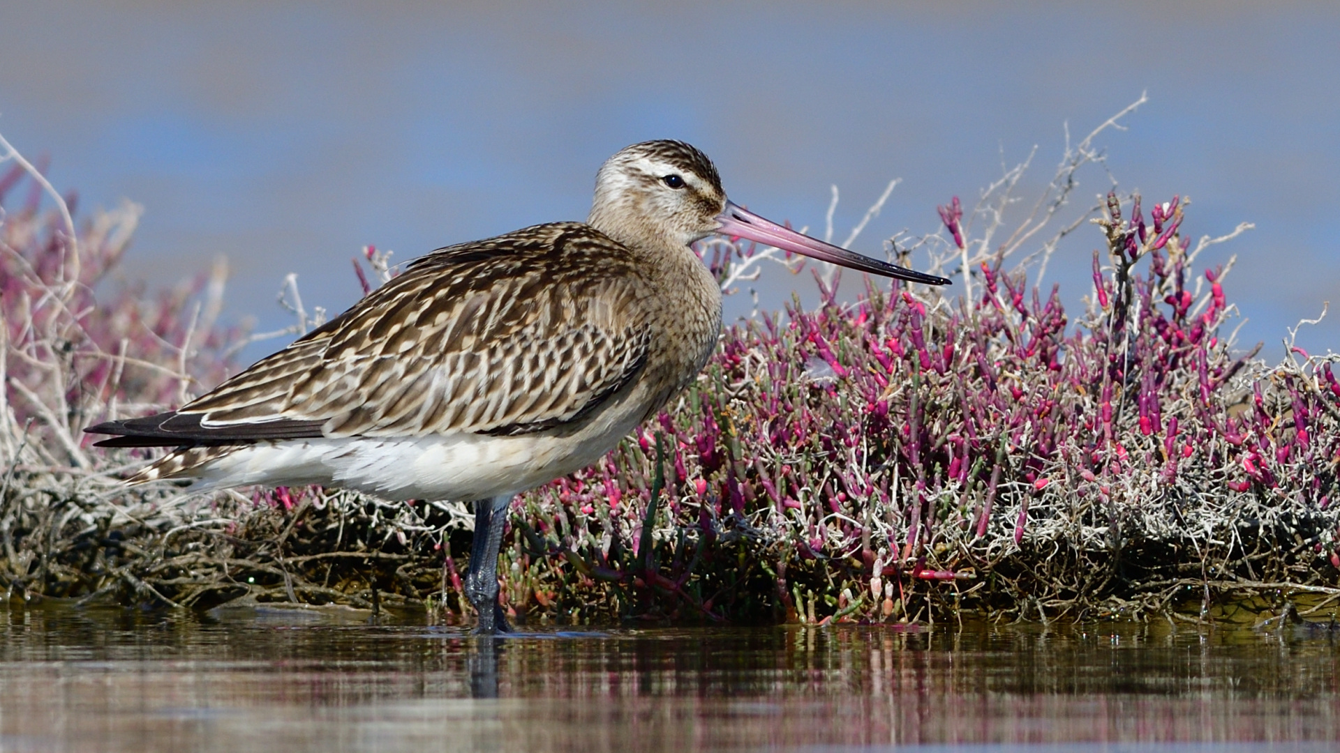 Kıyı çamurçulluğu