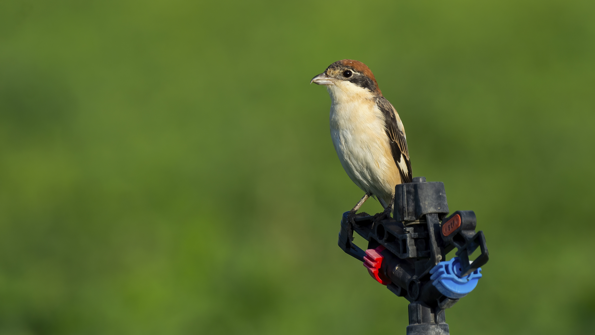 Kızılbaşlı örümcekkuşu