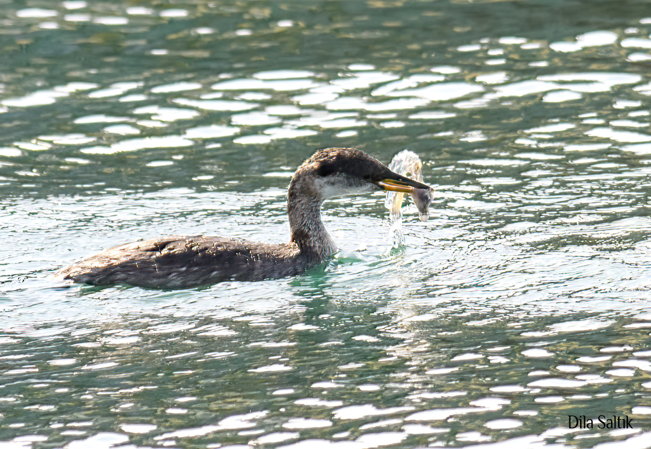 Kızılboyunlu batağan