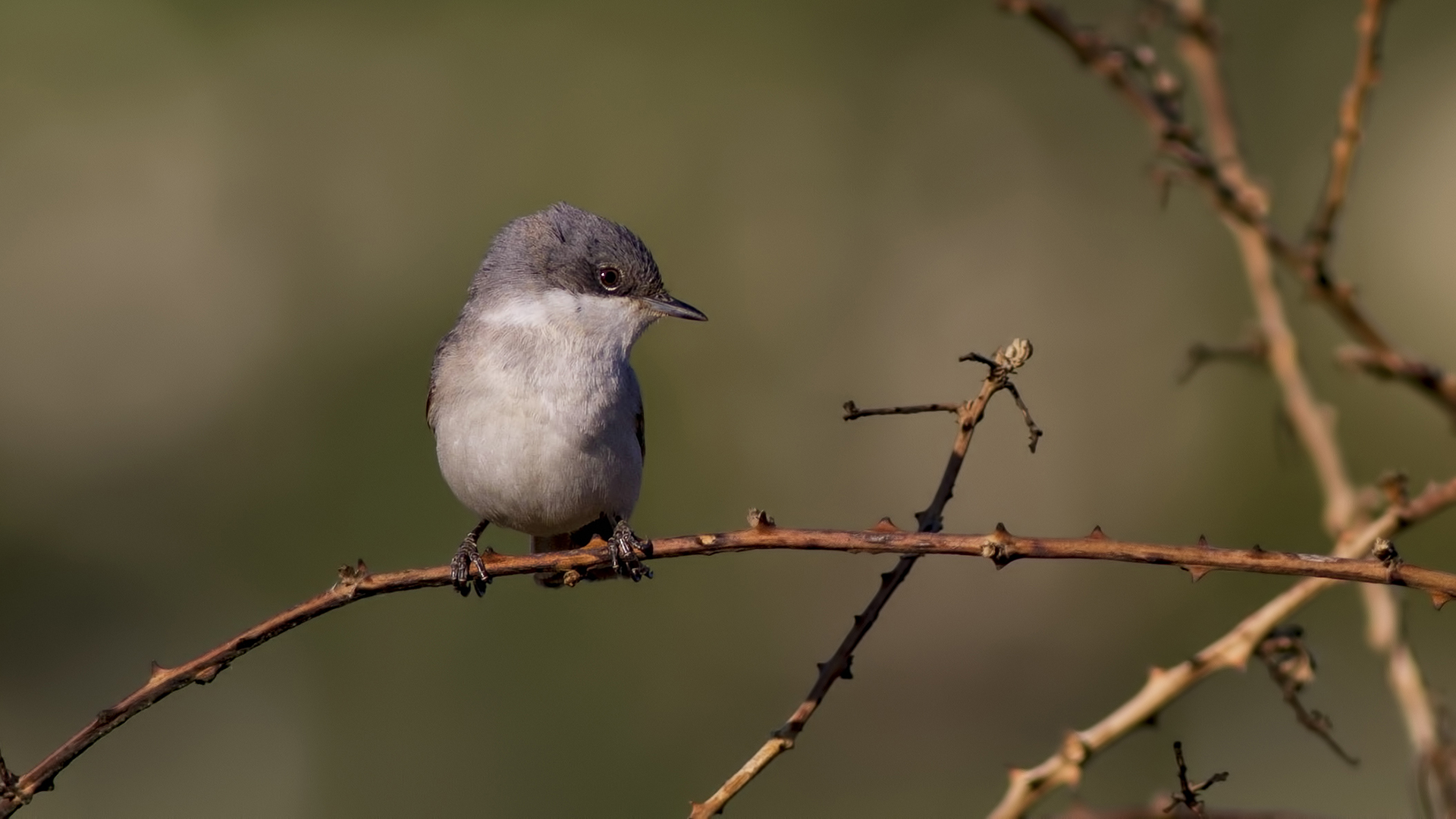 Küçük akgerdanlı ötleğen