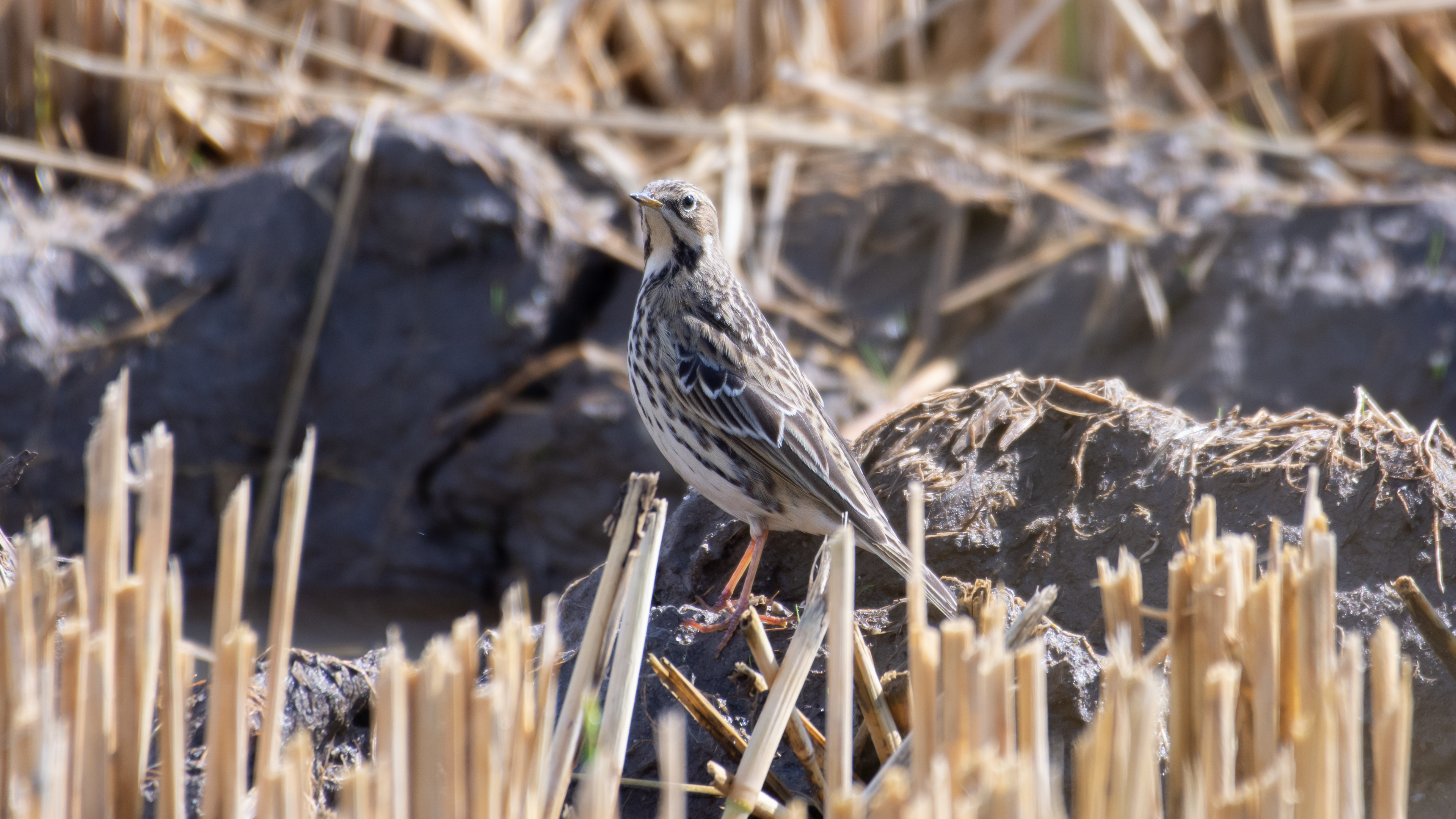 Kızılgerdanlı incirkuşu