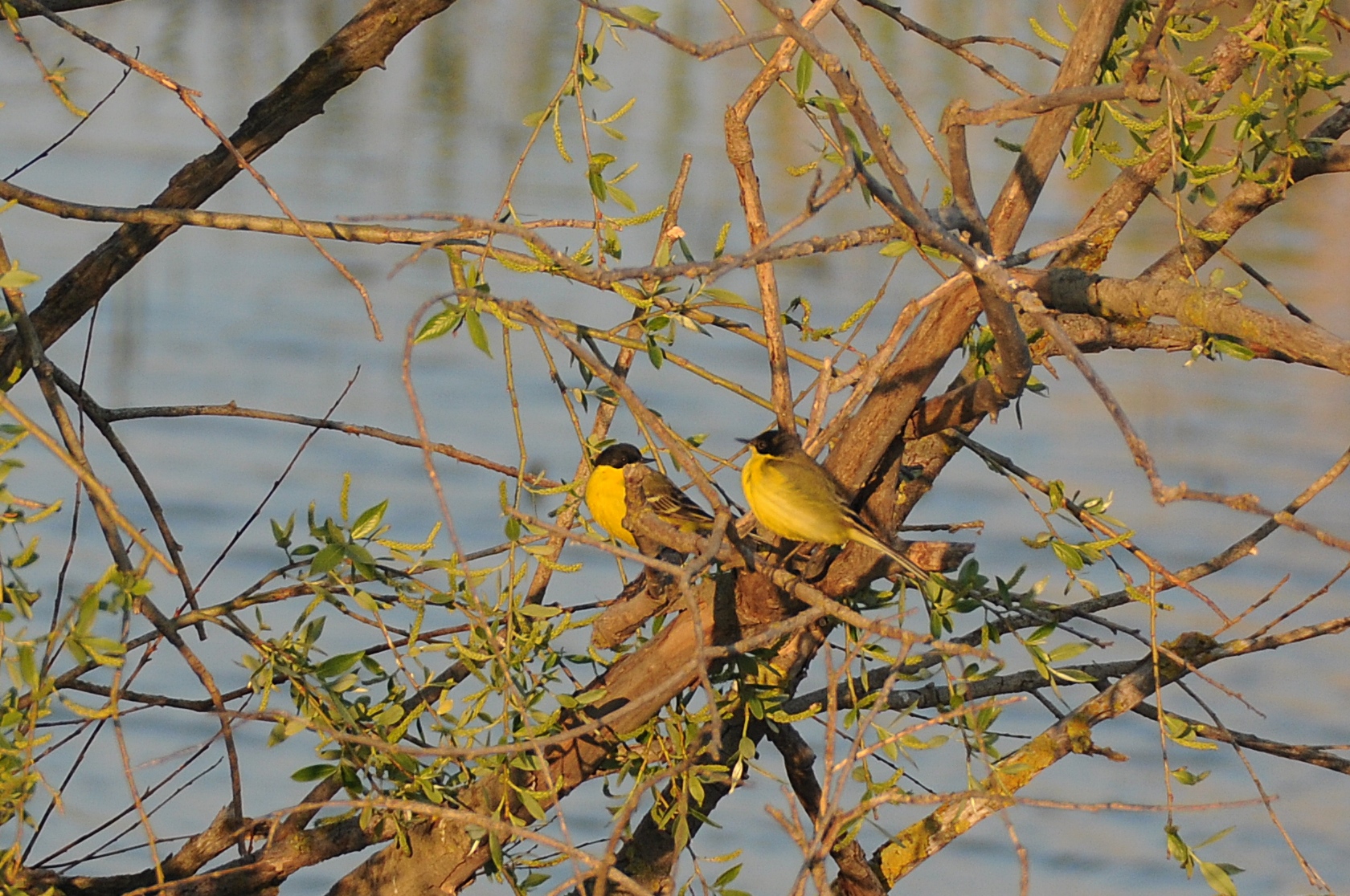Sarı kuyruksallayan
