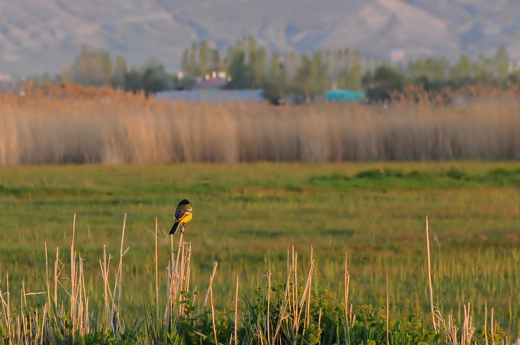 Sarı kuyruksallayan
