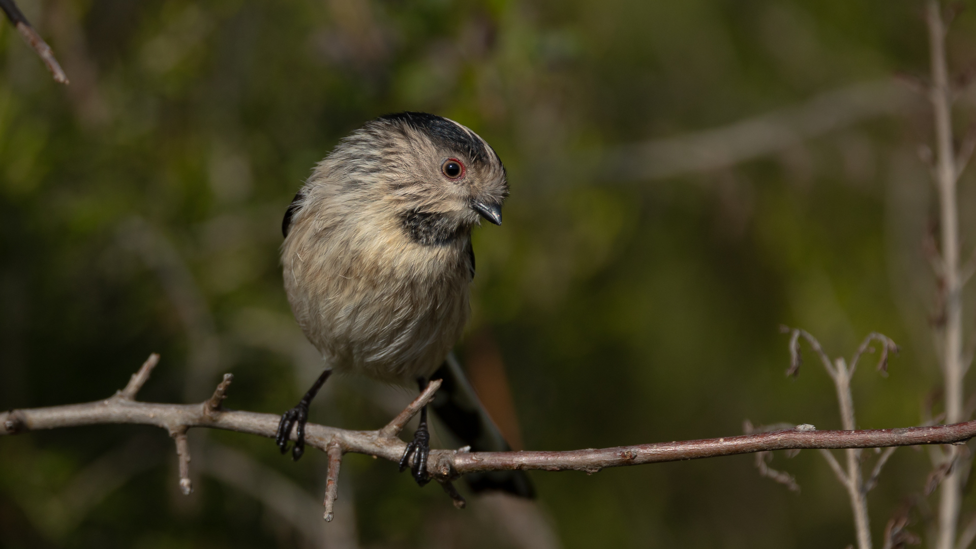 Uzunkuyruklu baştankara