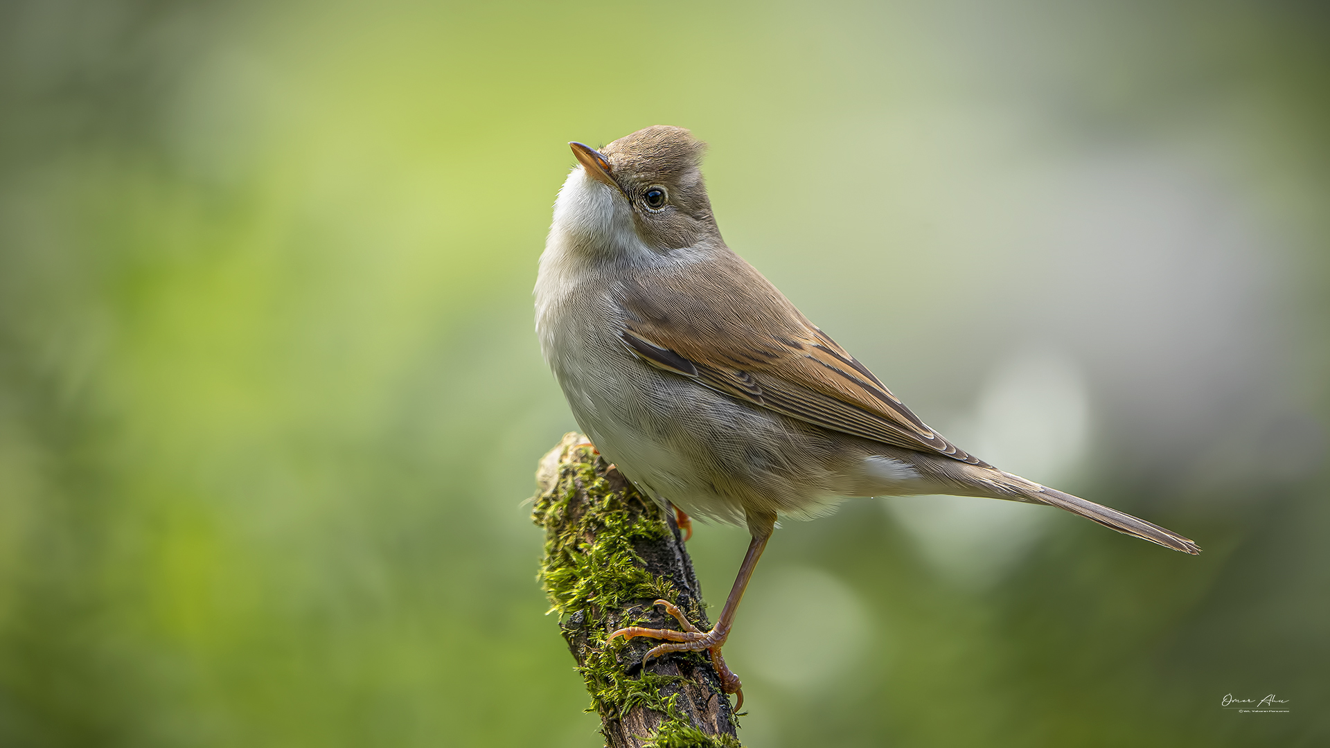 Akgerdanlı ötleğen
