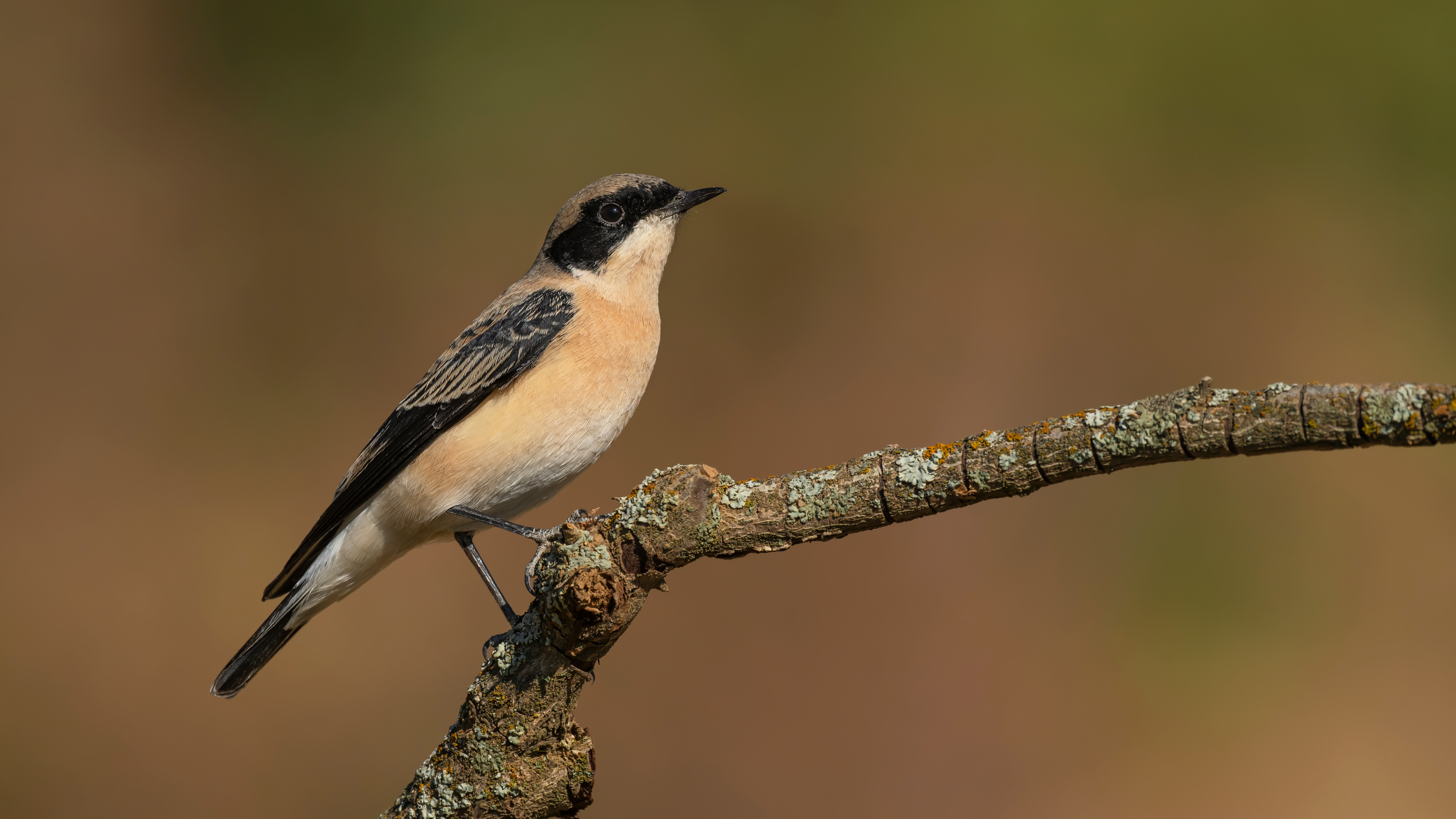 Karakulaklı kuyrukkakan