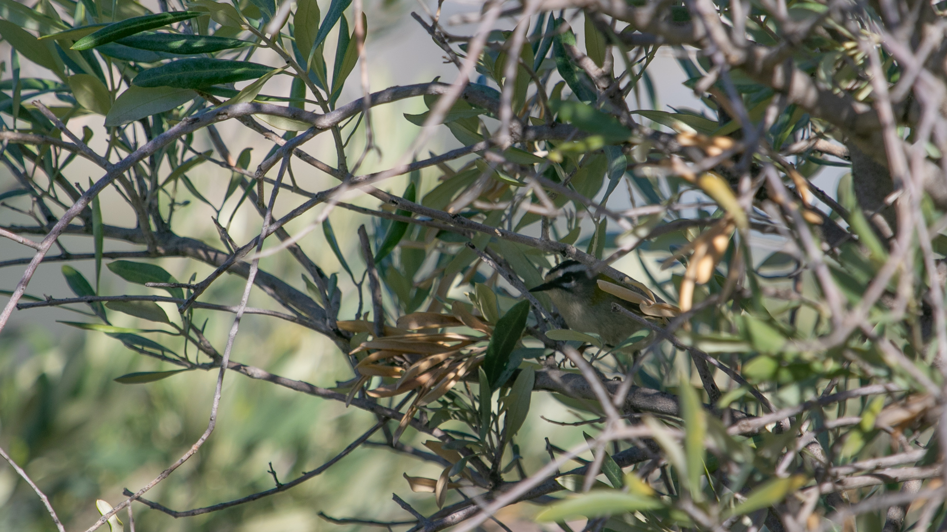 Sürmeli çalıkuşu