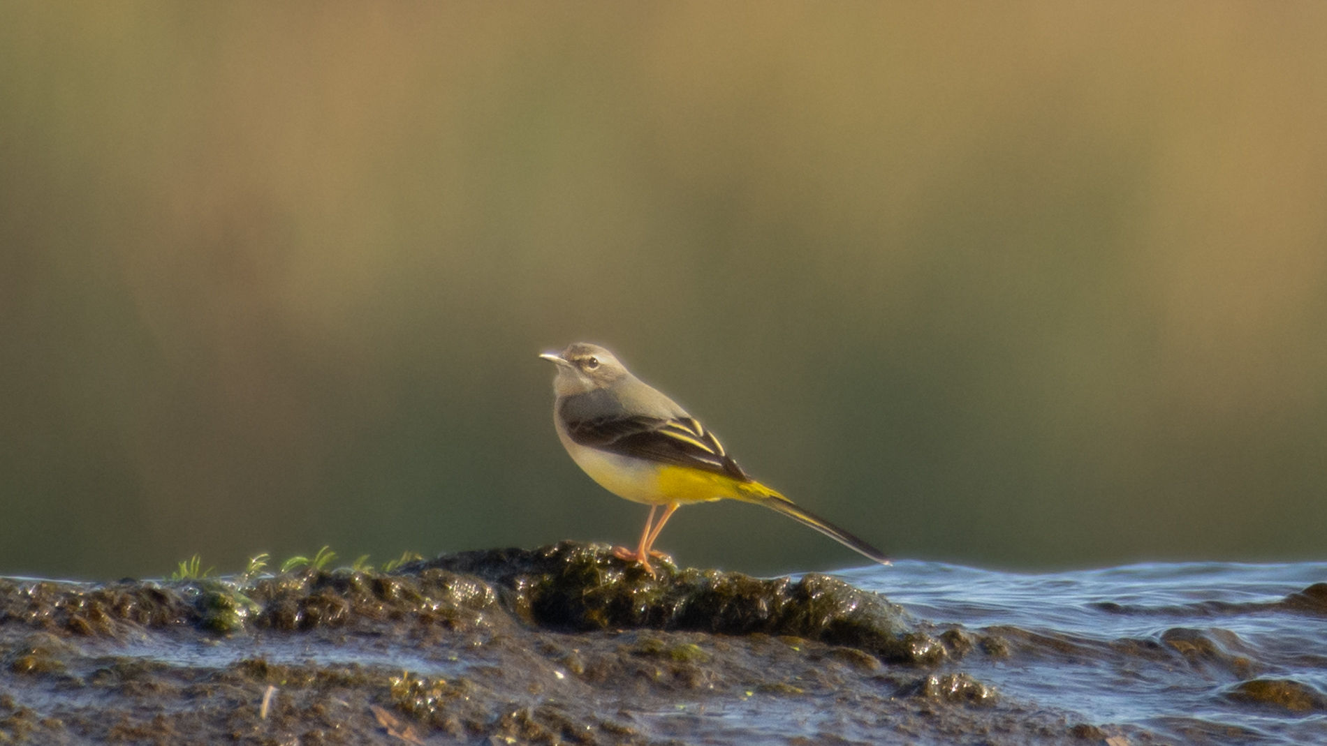 Dağ kuyruksallayanı
