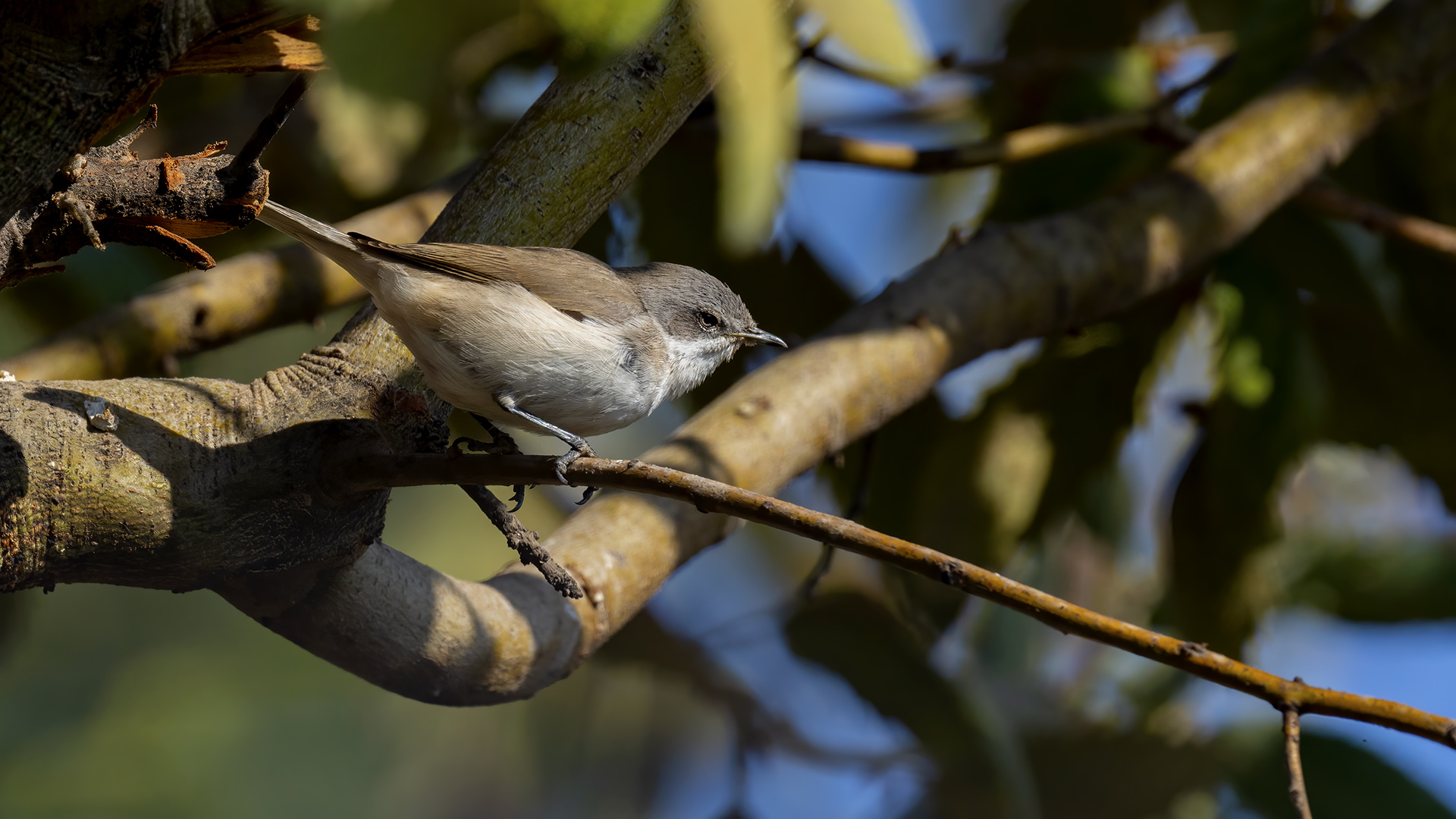 Küçük akgerdanlı ötleğen