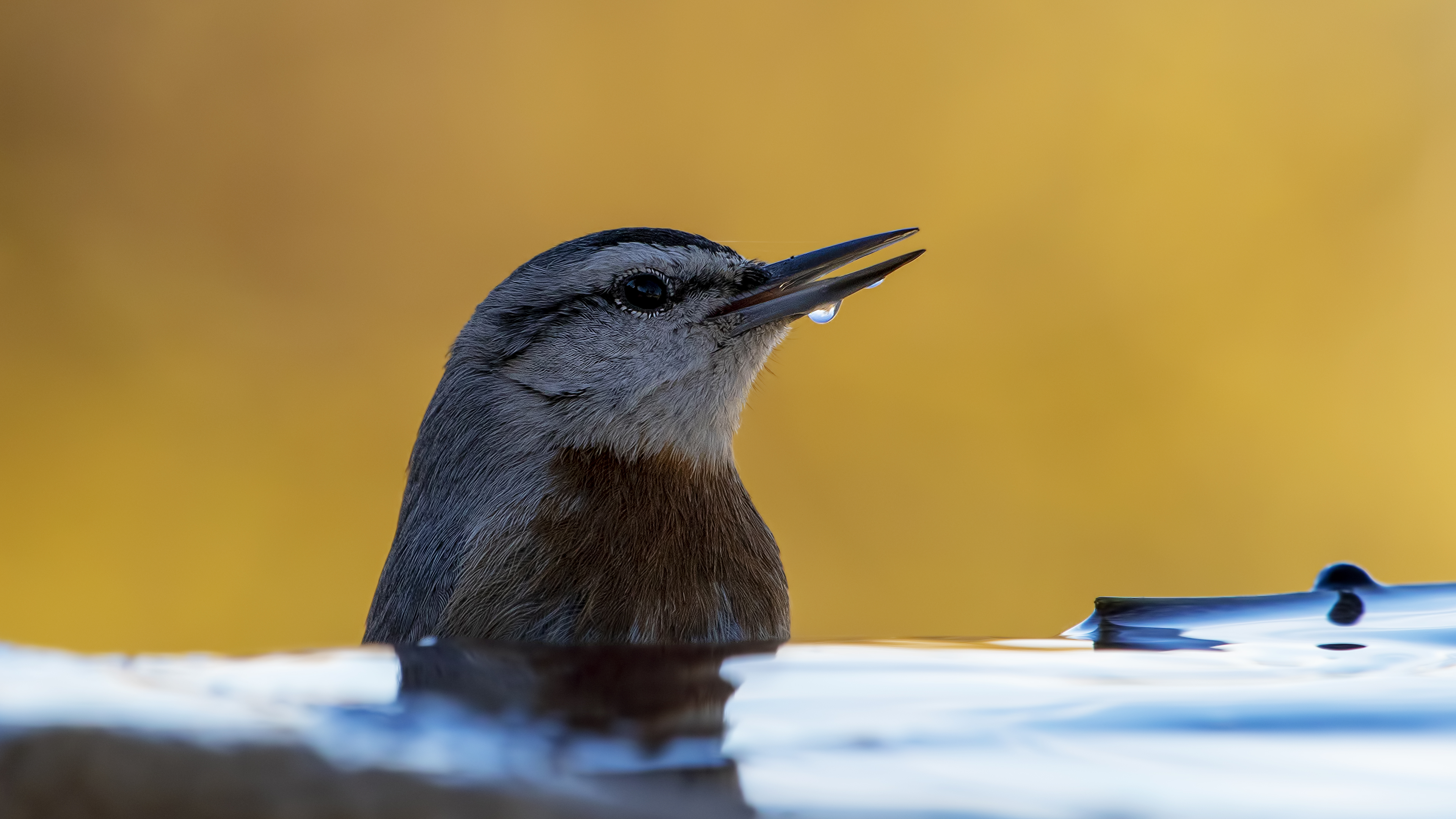 Anadolu sıvacısı » Krüper`s Nuthatch » Sitta krueperi