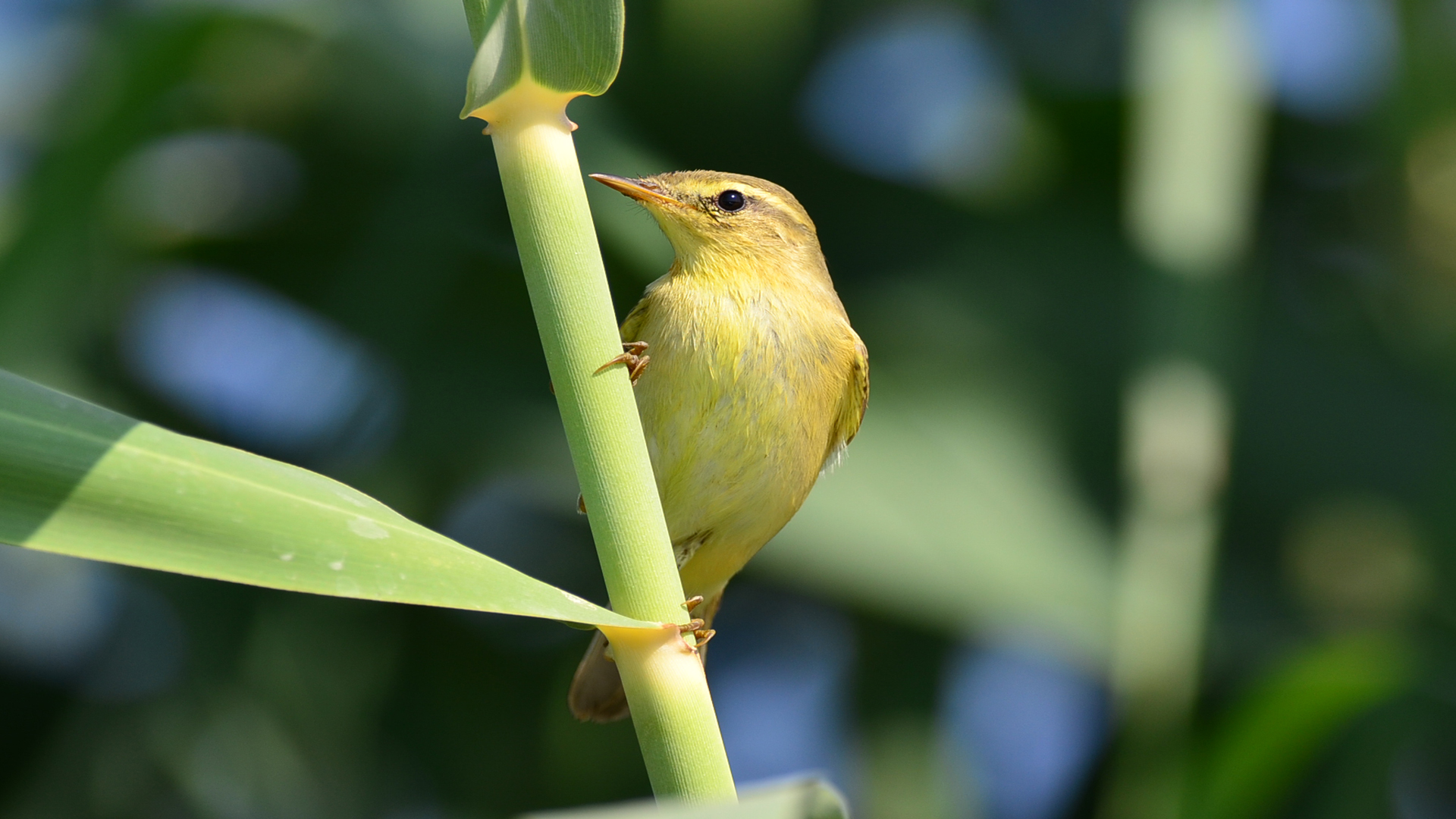 Söğütbülbülü » Willow Warbler » Phylloscopus trochilus