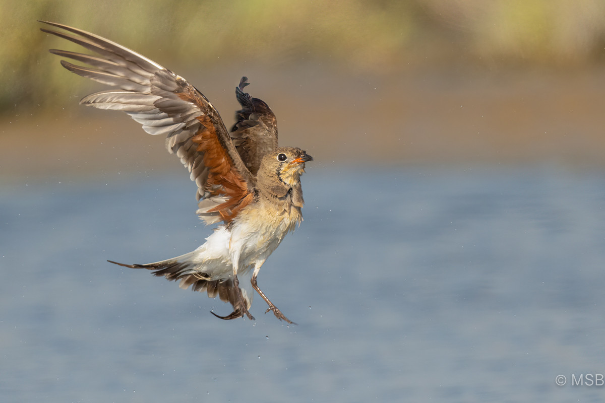 Bataklıkkırlangıcı