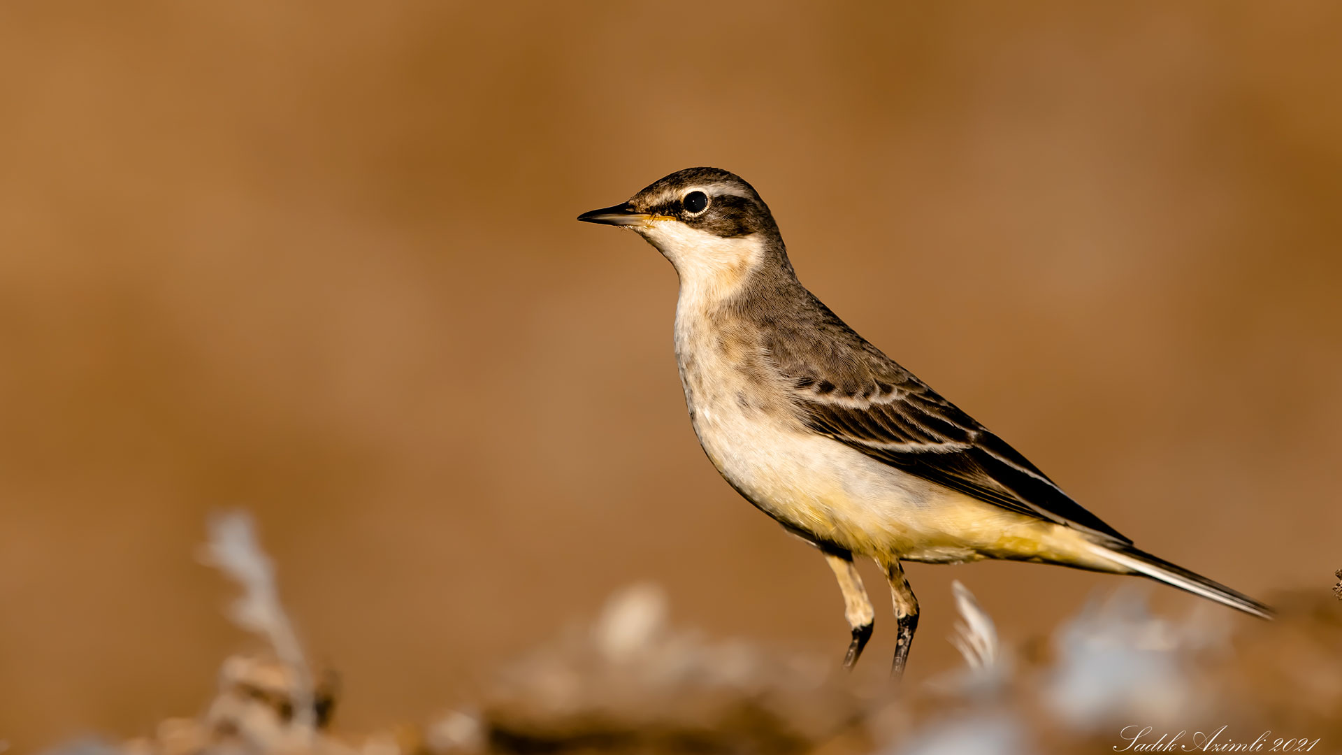 Sarı kuyruksallayan