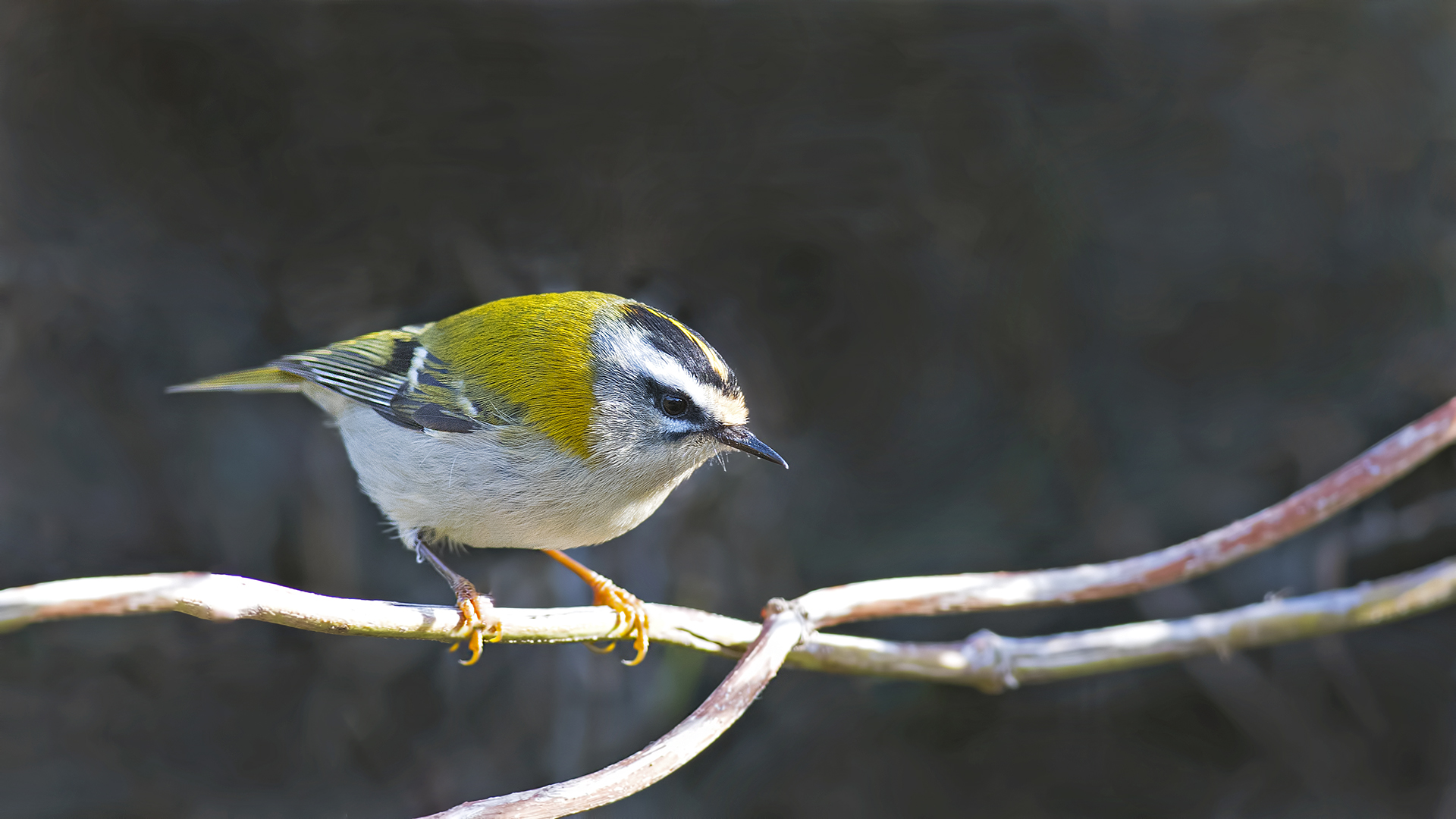 Sürmeli çalıkuşu
