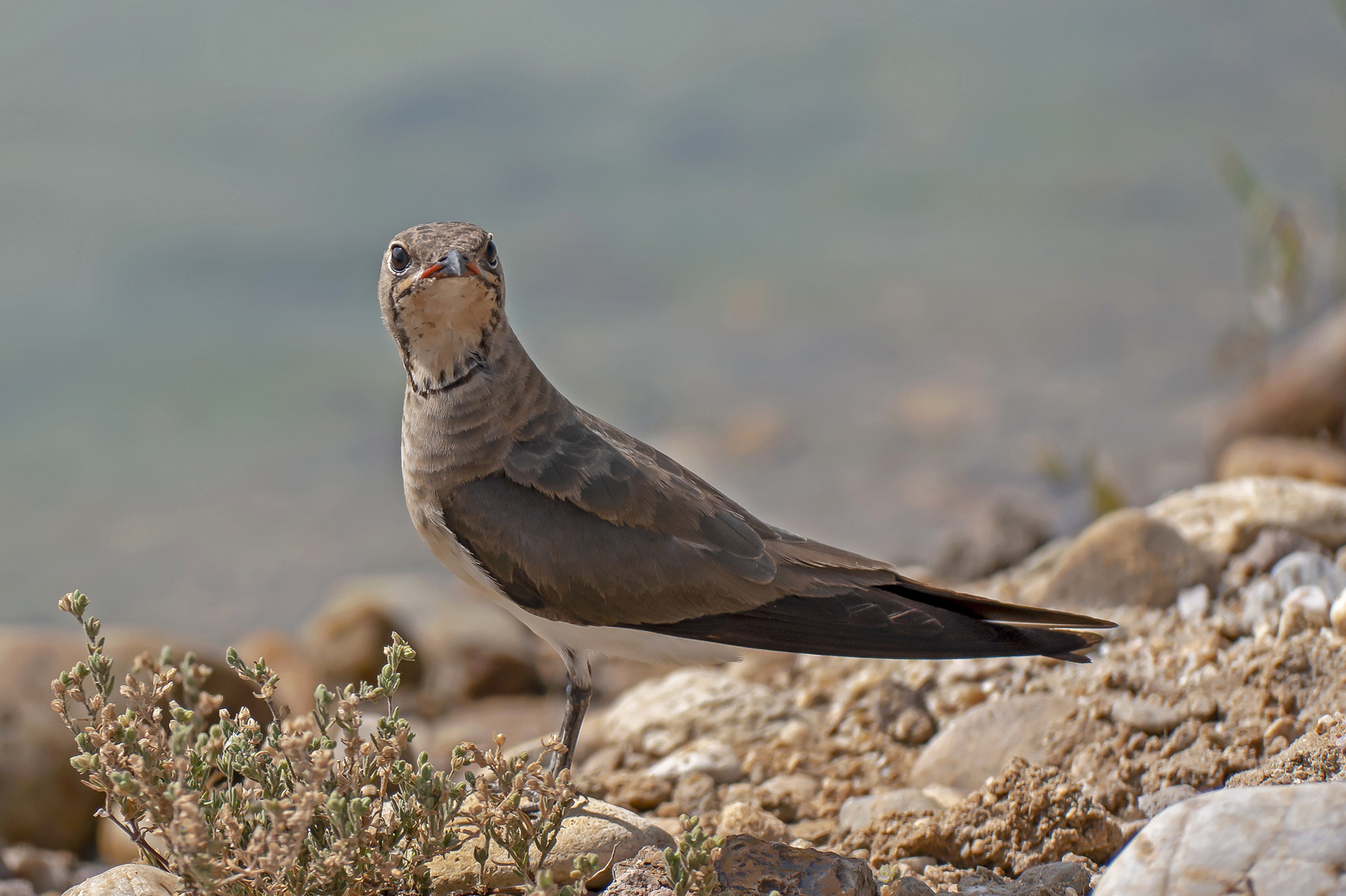 Bataklıkkırlangıcı