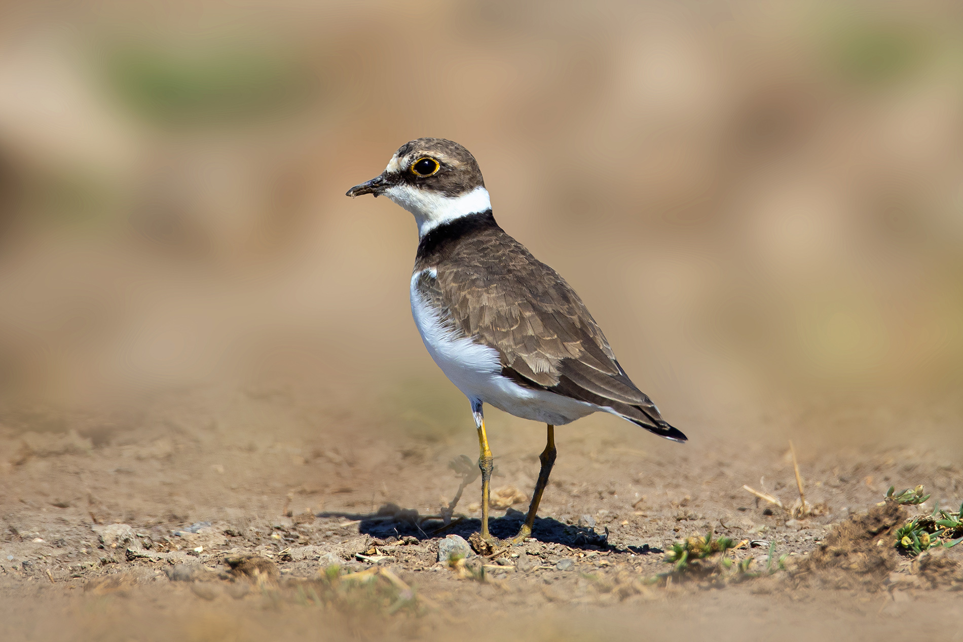 Halkalı küçük cılıbıt