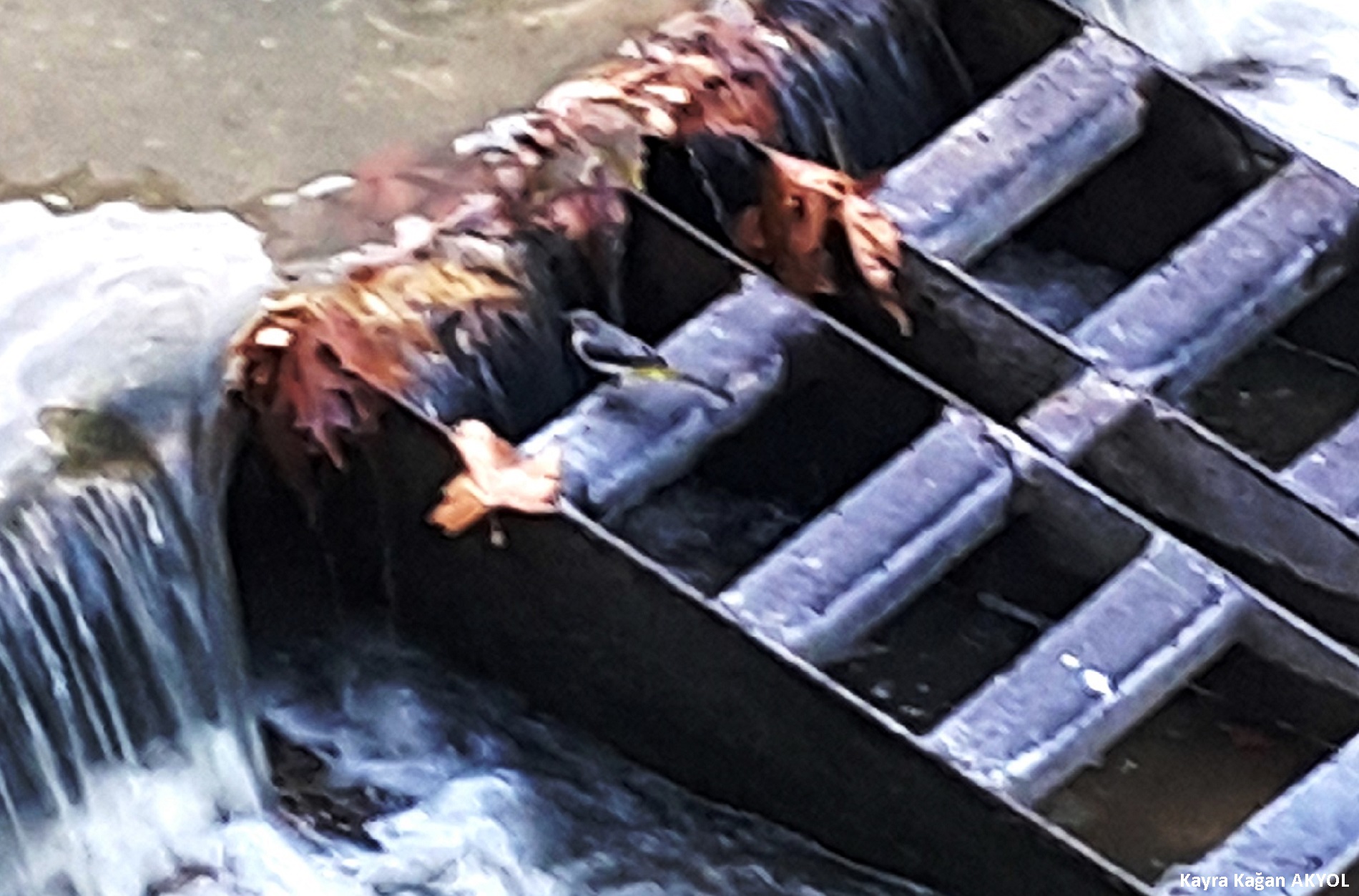 Dağ kuyruksallayanı