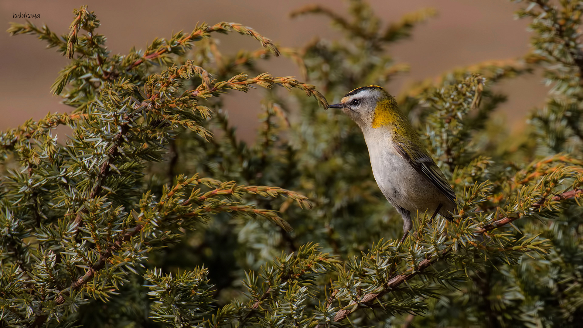 Sürmeli çalıkuşu