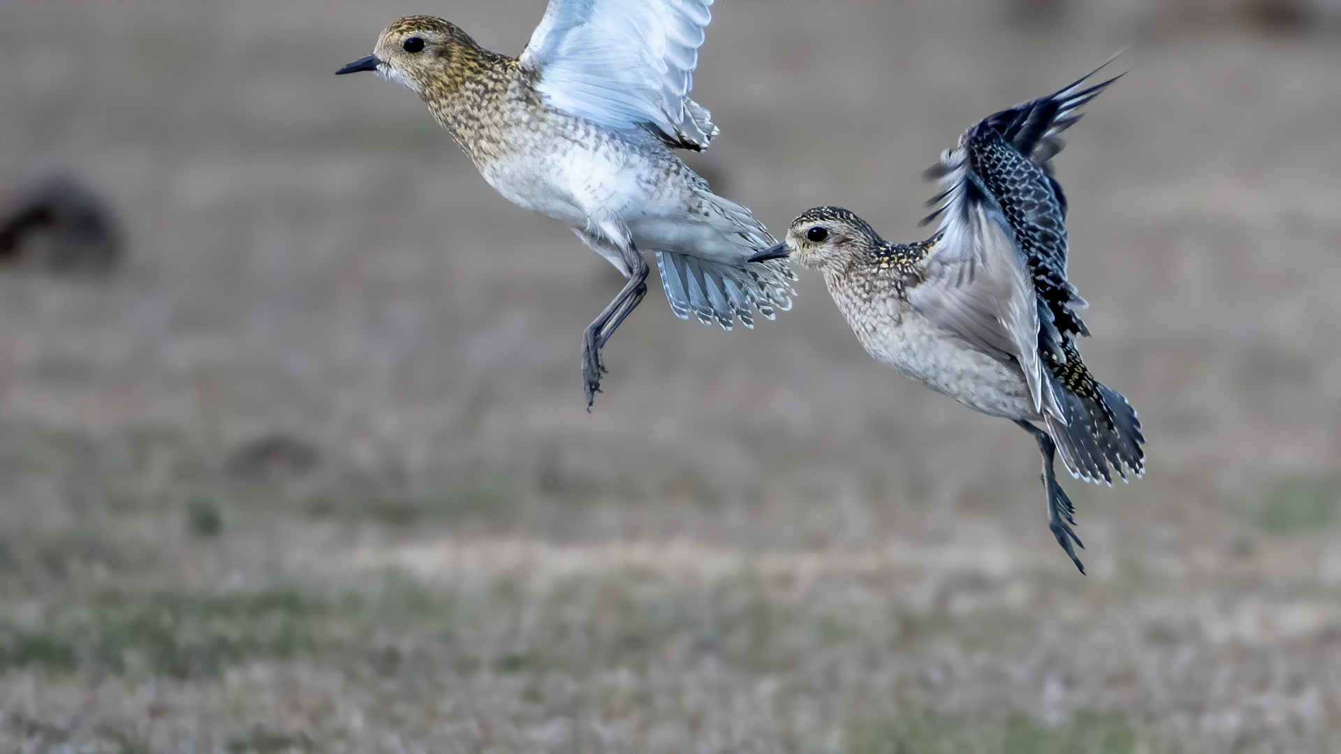 Küçük altın yağmurcun