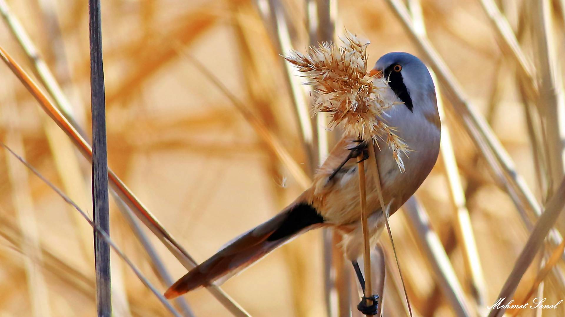 Bıyıklı baştankara