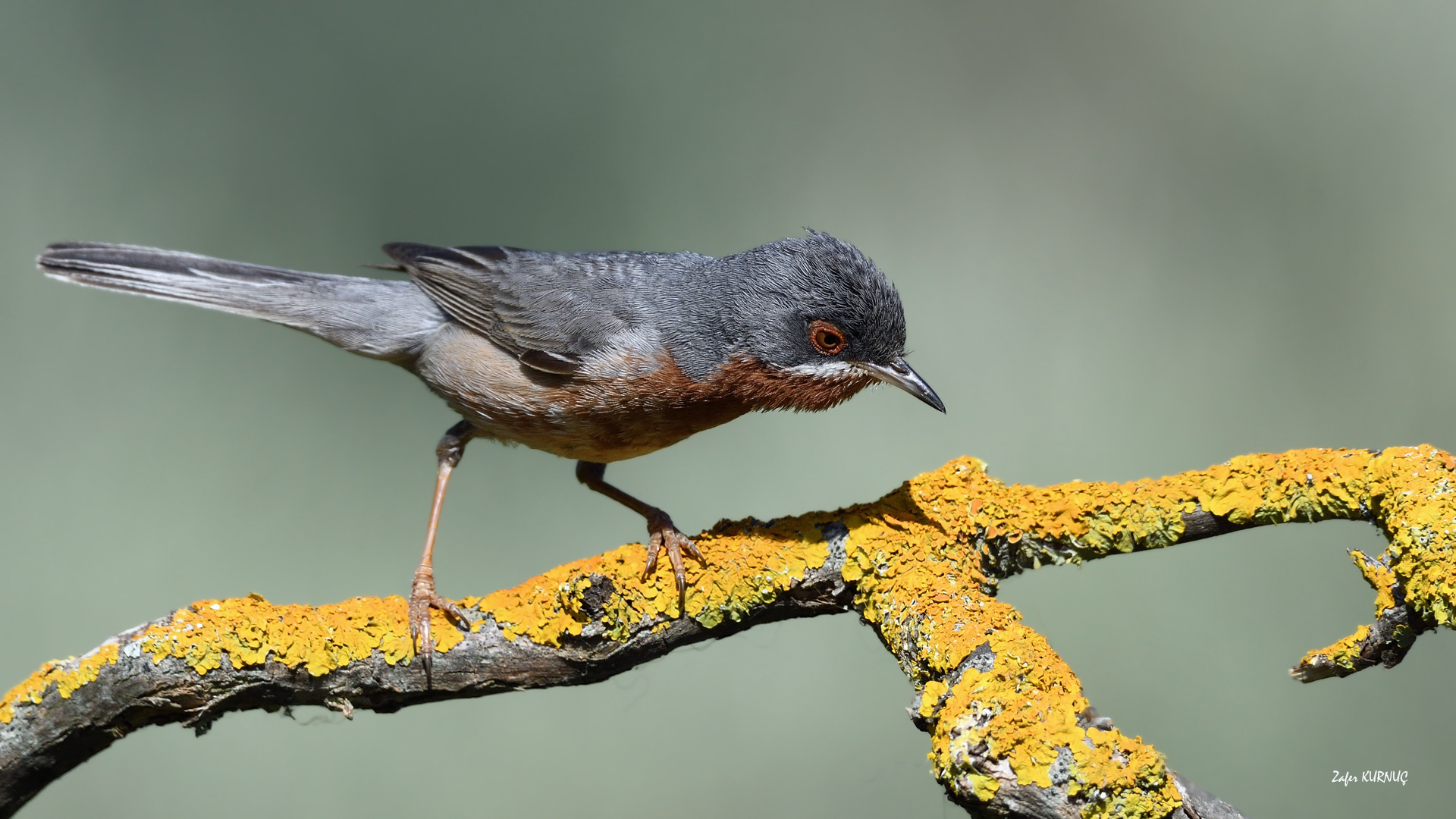 Bıyıklı ötleğen