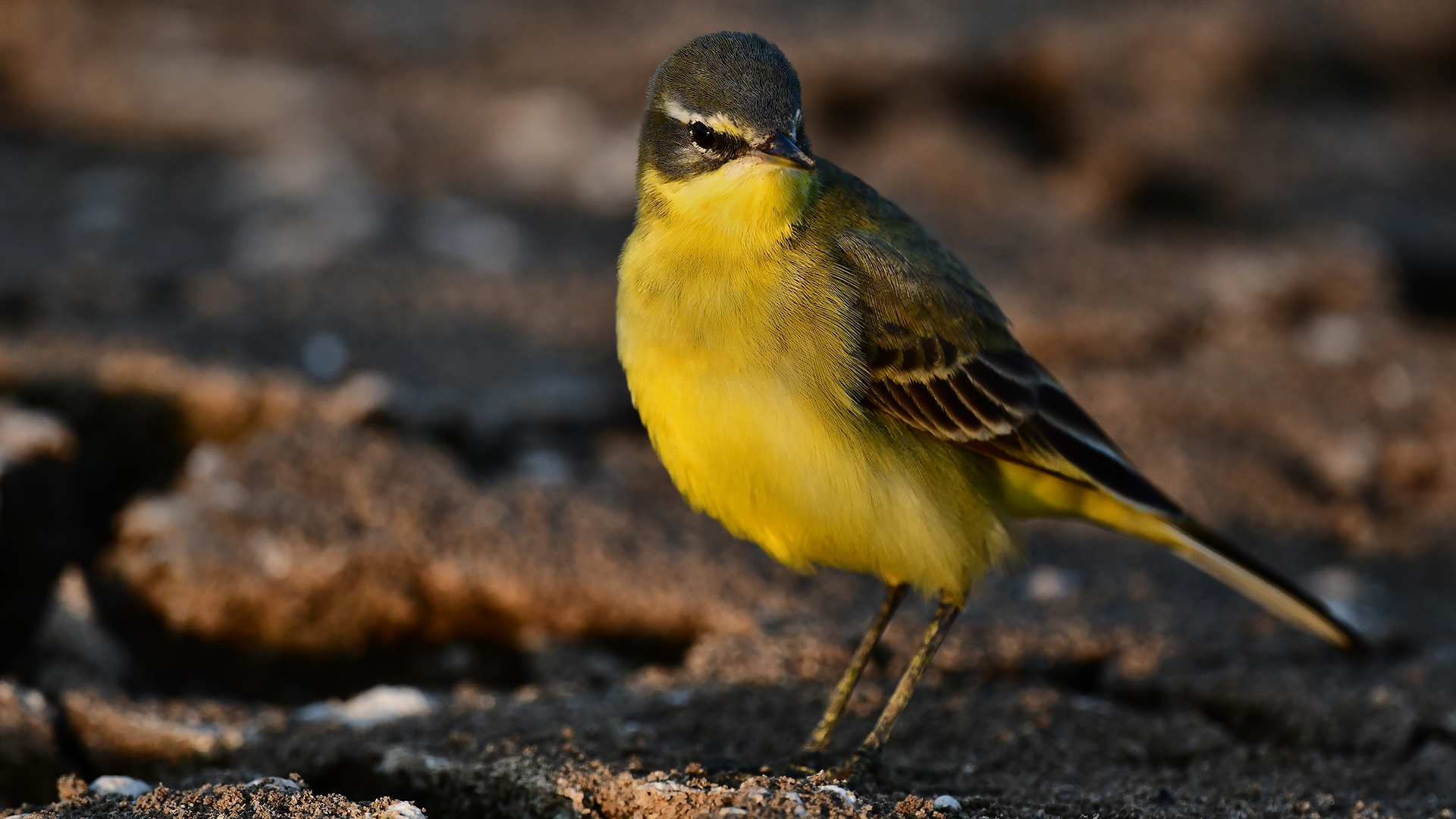 Sarı kuyruksallayan