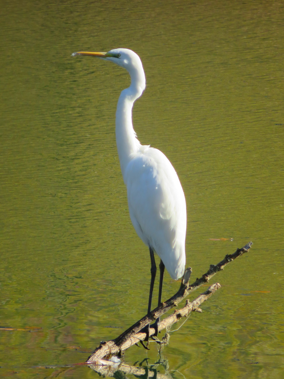 Büyük ak balıkçıl