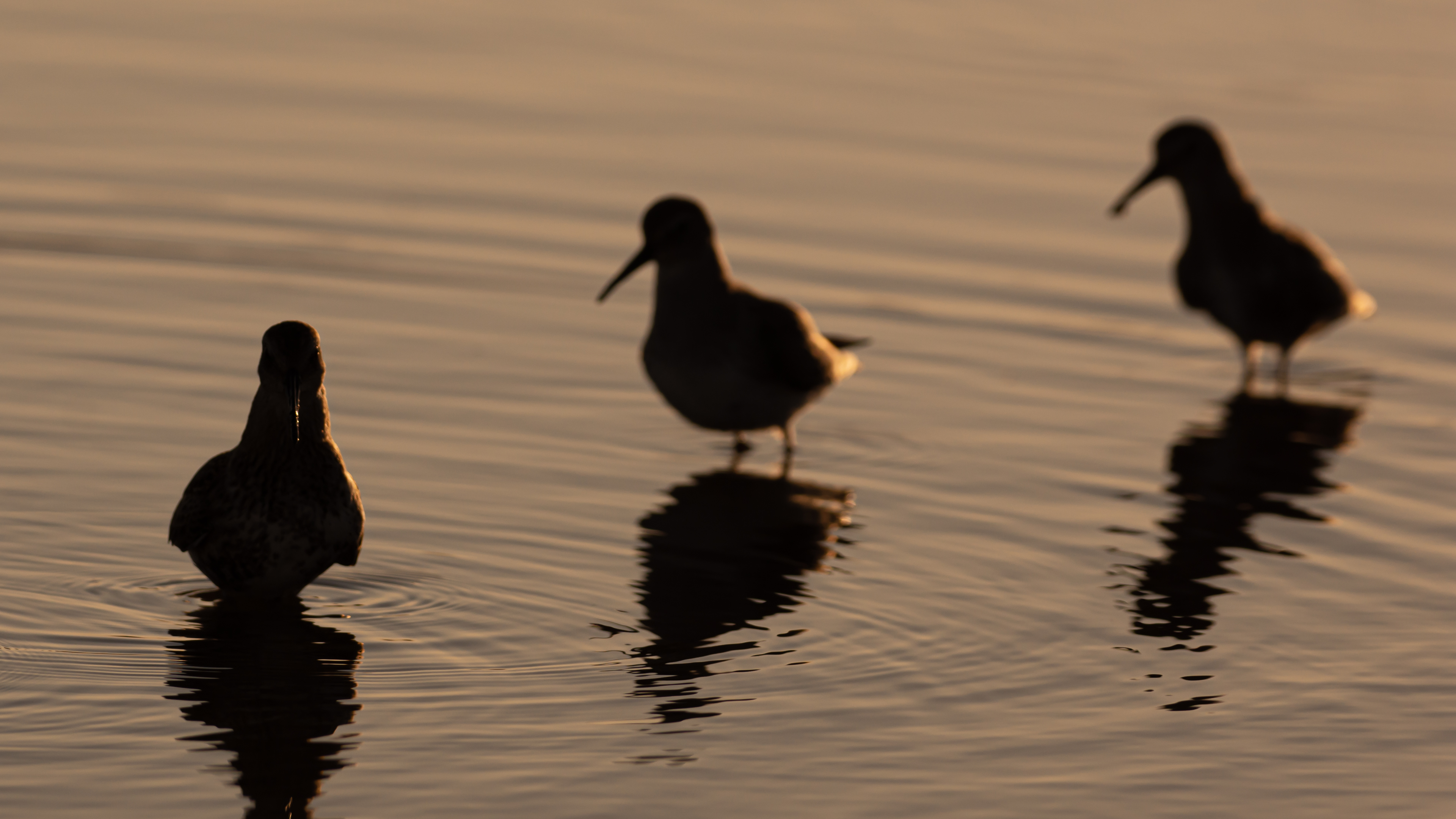 Karakarınlı kumkuşu
