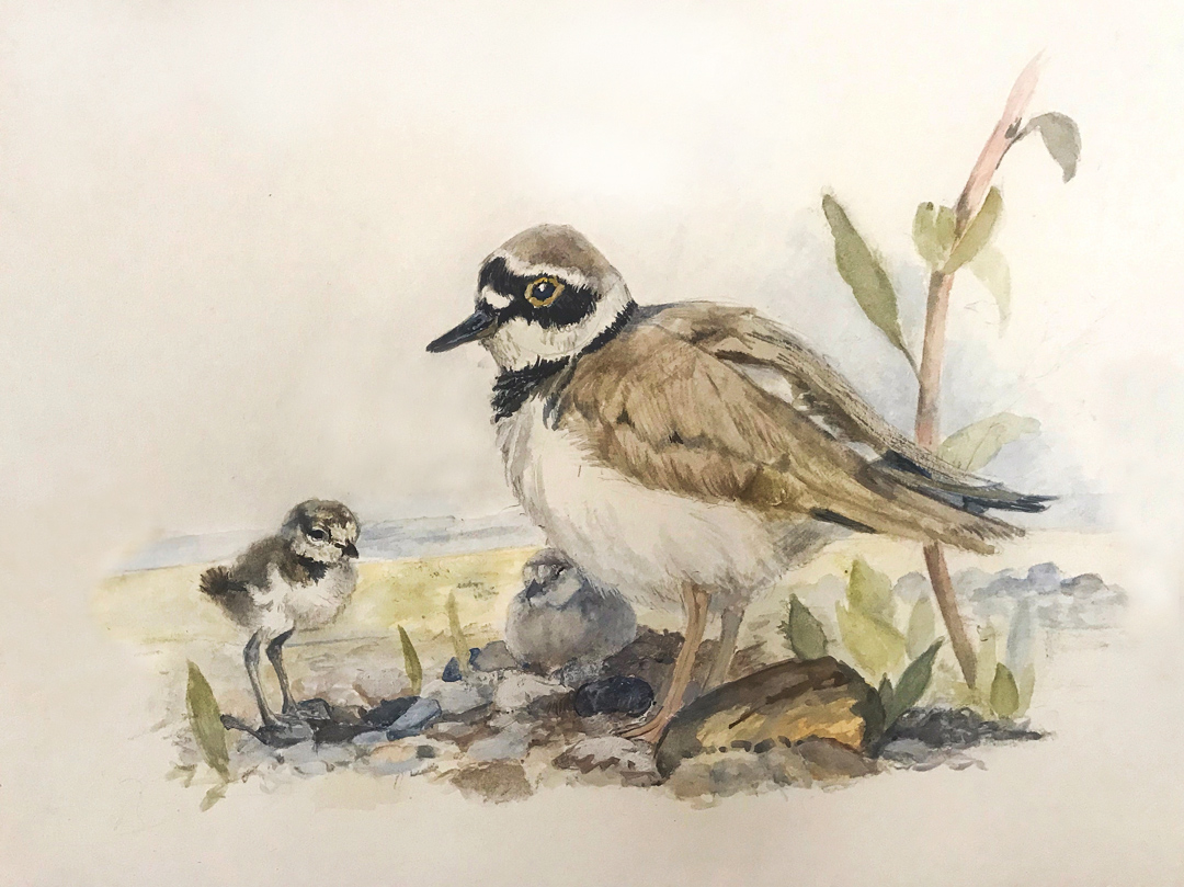 Halkalı küçük cılıbıt