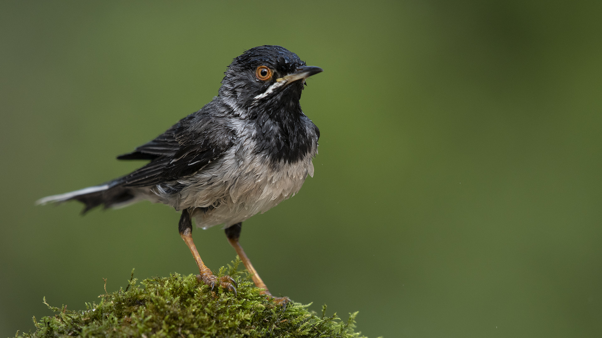 Karaboğazlı ötleğen