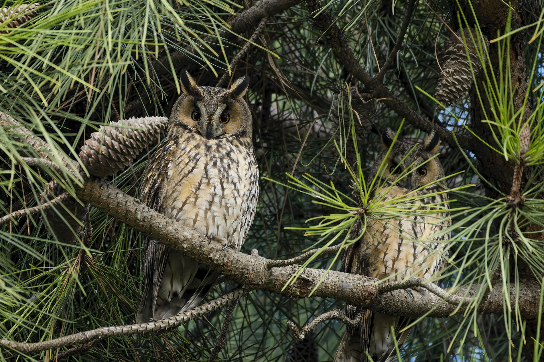 Kulaklı orman baykuşu